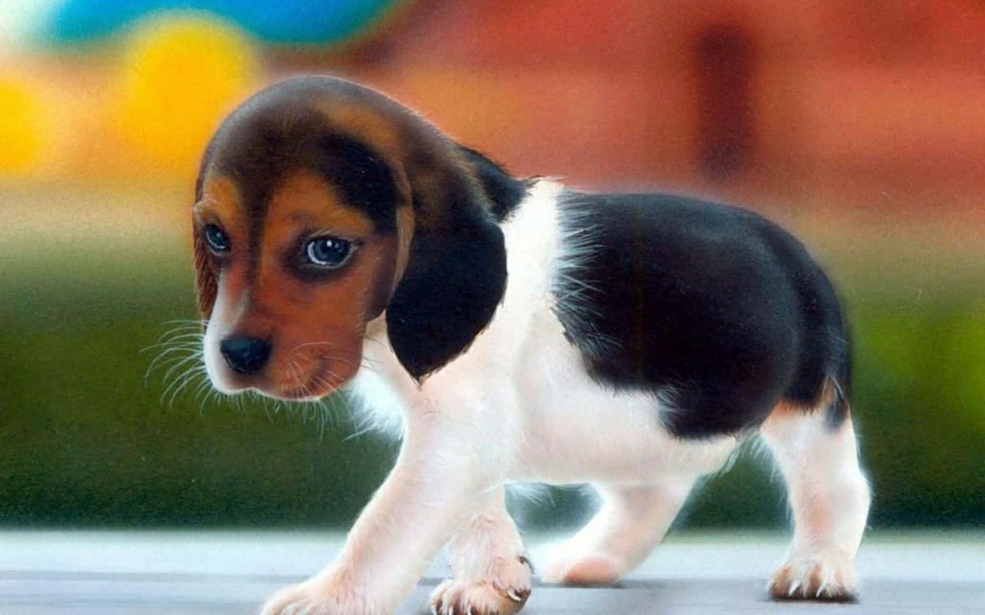 晴れた日にポーズをとる愛らしい犬 壁紙