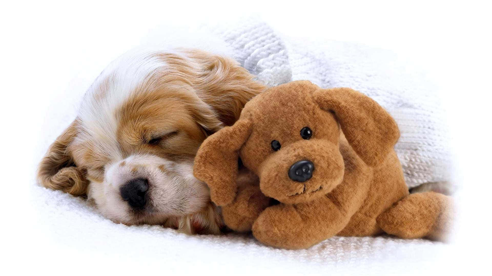 晴れた日にリラックスする愛らしい子犬 壁紙