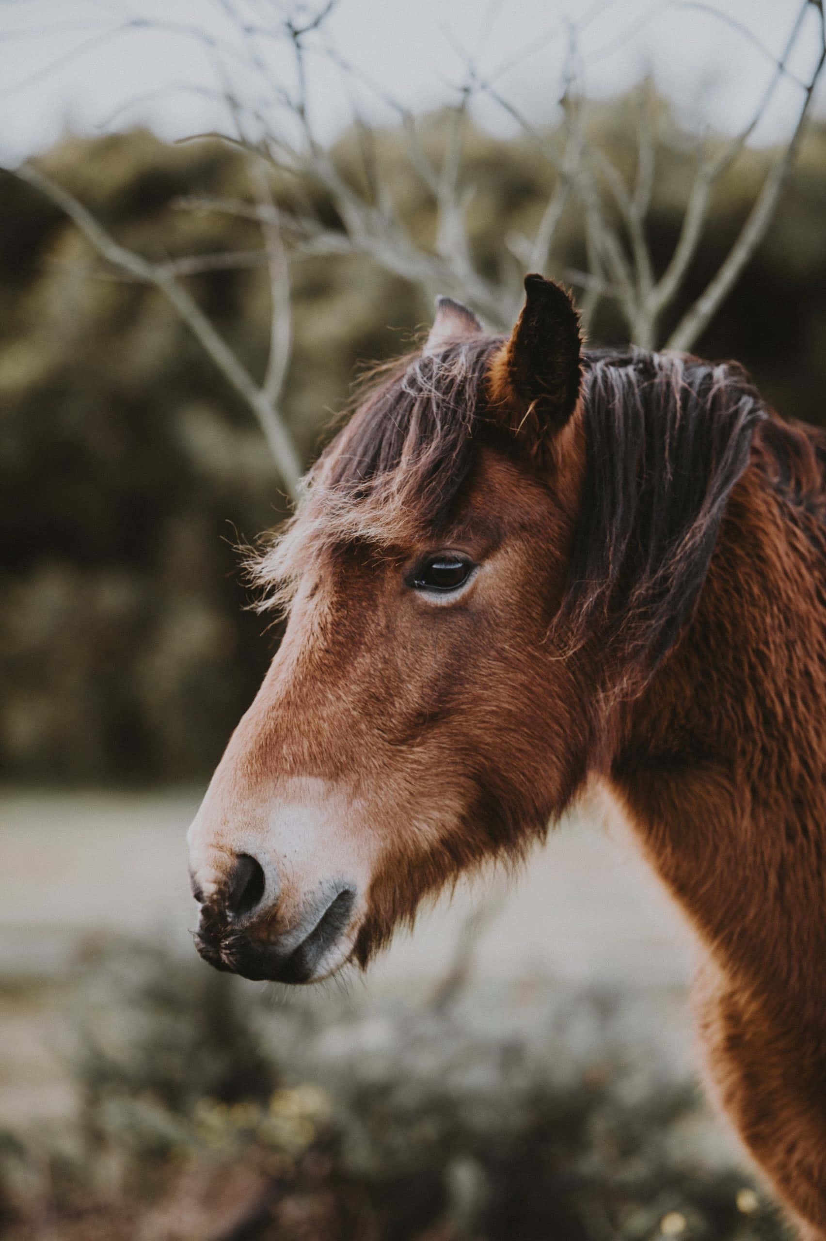 晴れた日に楽しむかわいい馬 壁紙