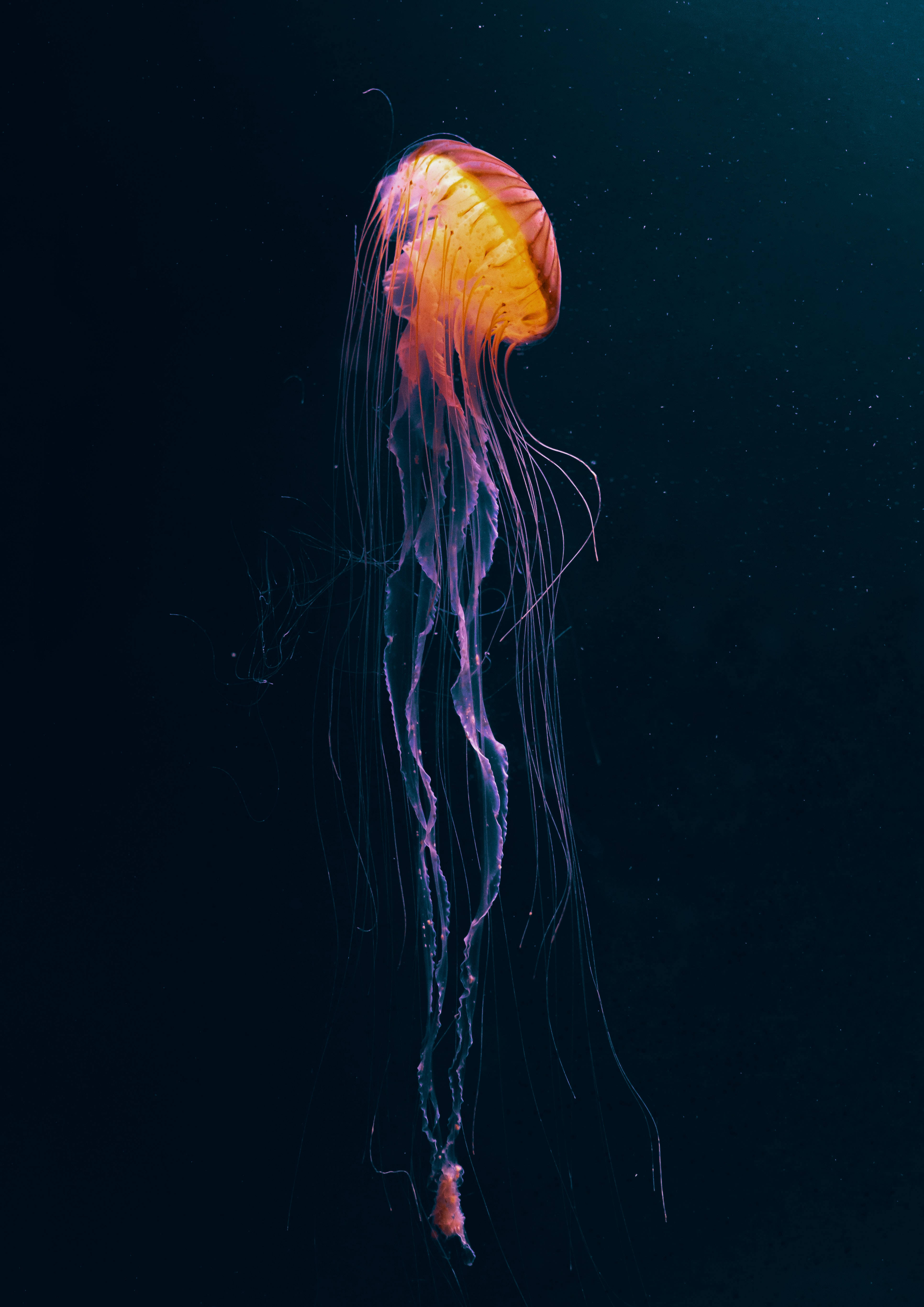 暗黒アニメ風の光る海中生物 壁紙