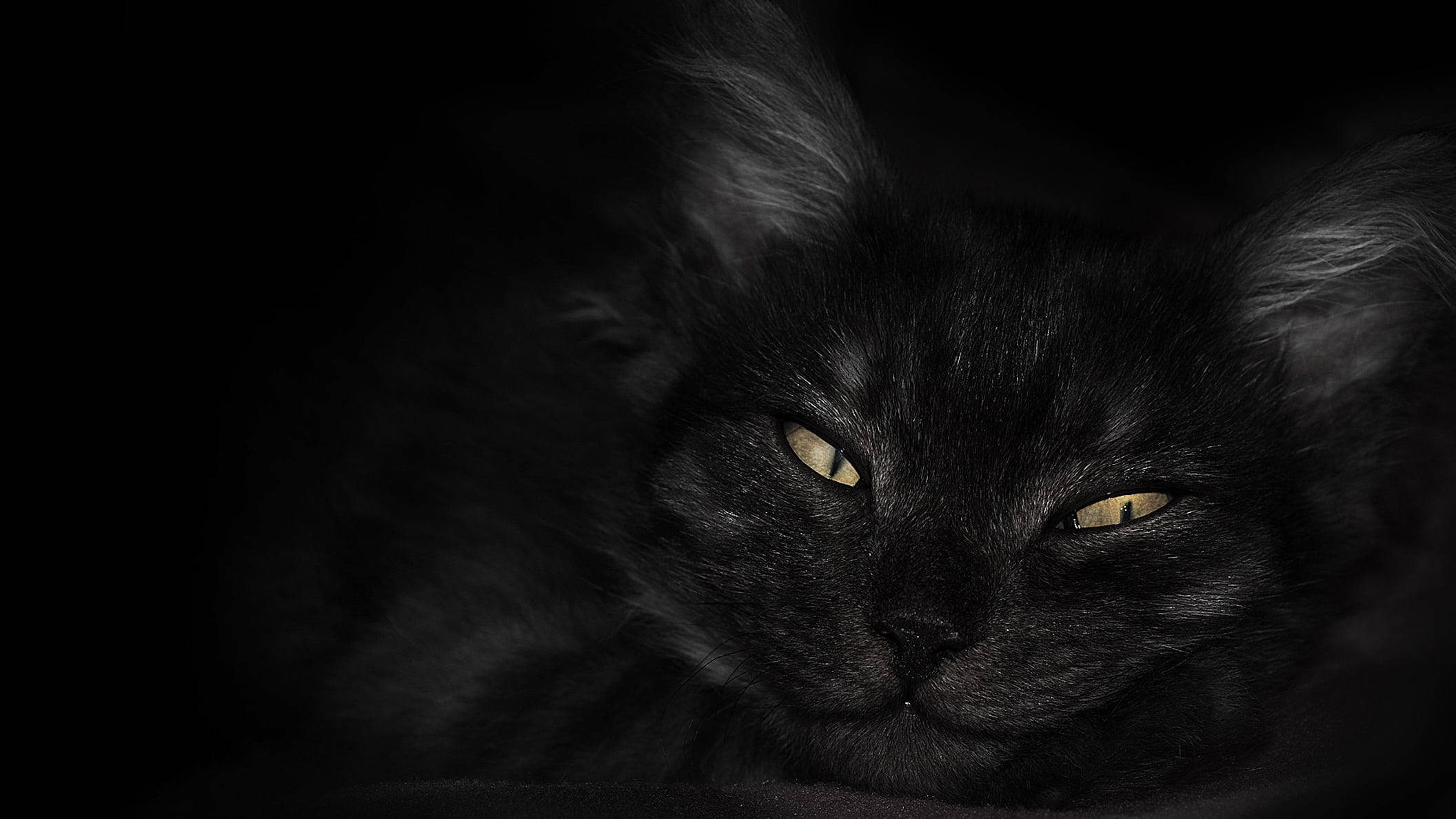 暗いノートパソコン用壁紙 黒猫と黄色い目 壁紙