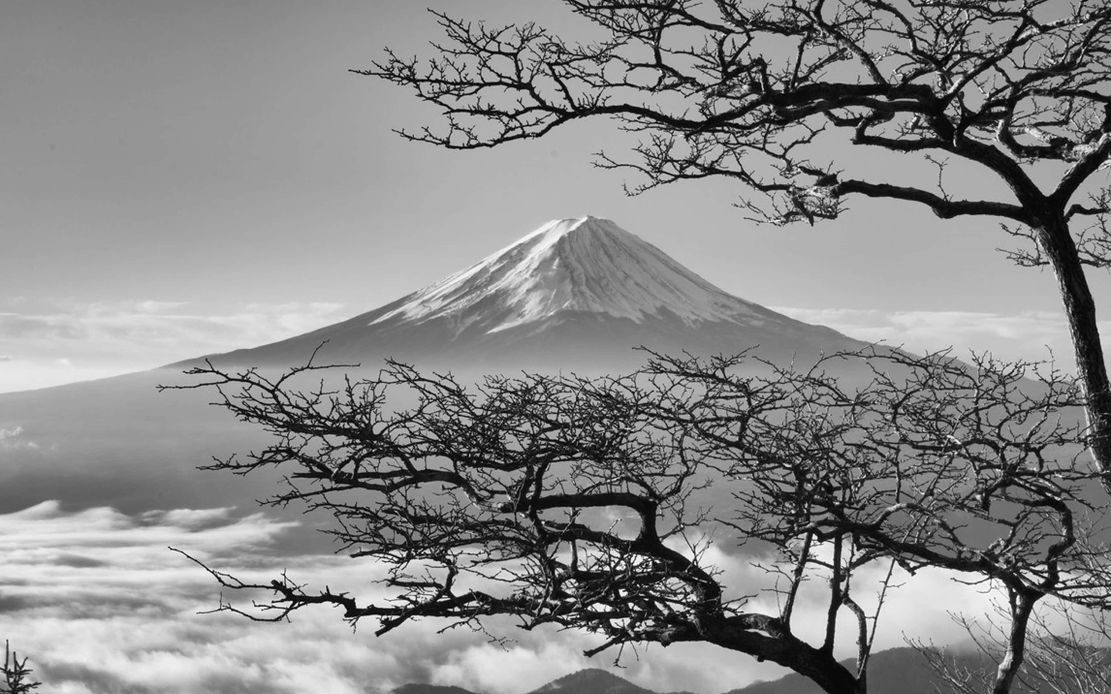 暗い日本の富士山と桜 壁紙