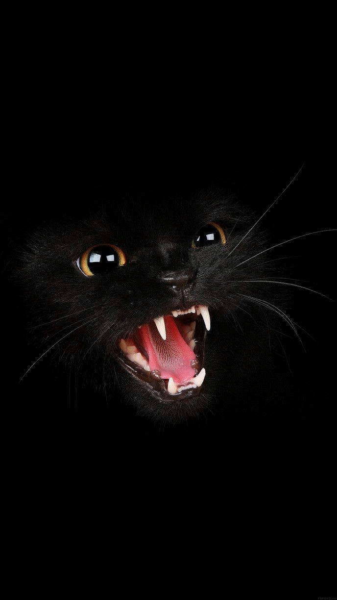 暗い画面に浮かぶ怒った黒猫 壁紙