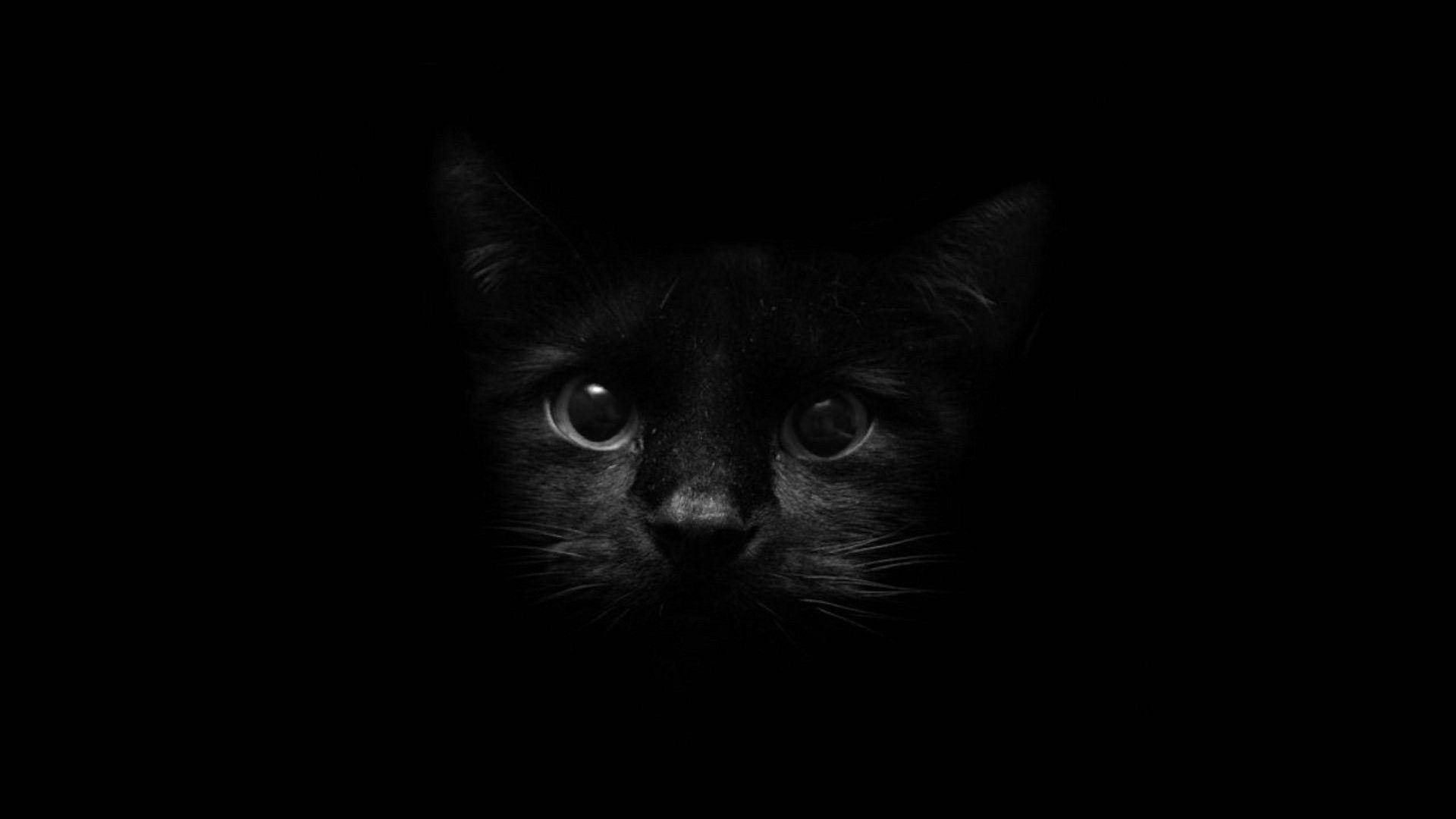 暗い画面に浮かぶ黒猫の顔 壁紙