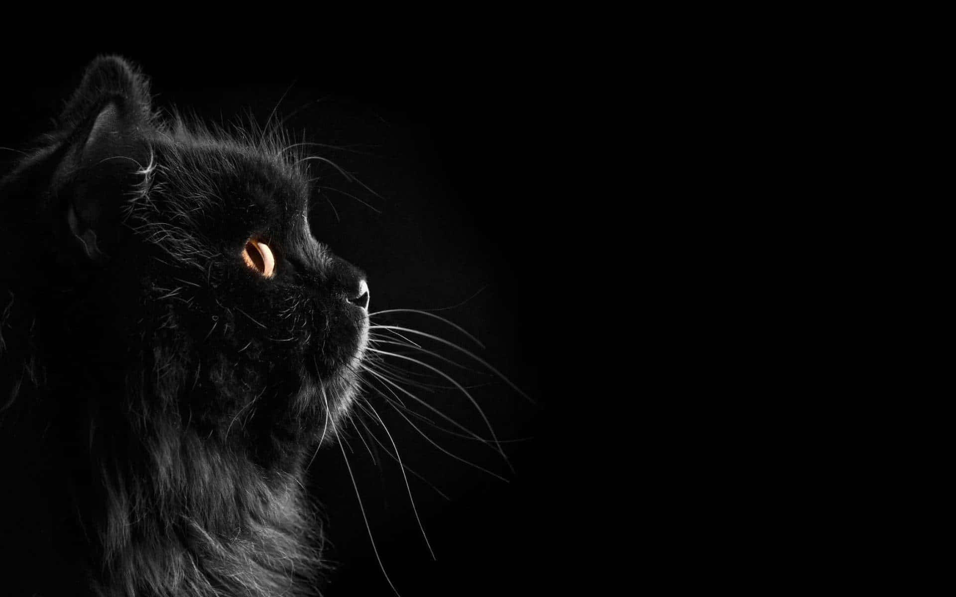 暗くて可愛いふわふわ黒猫 壁紙