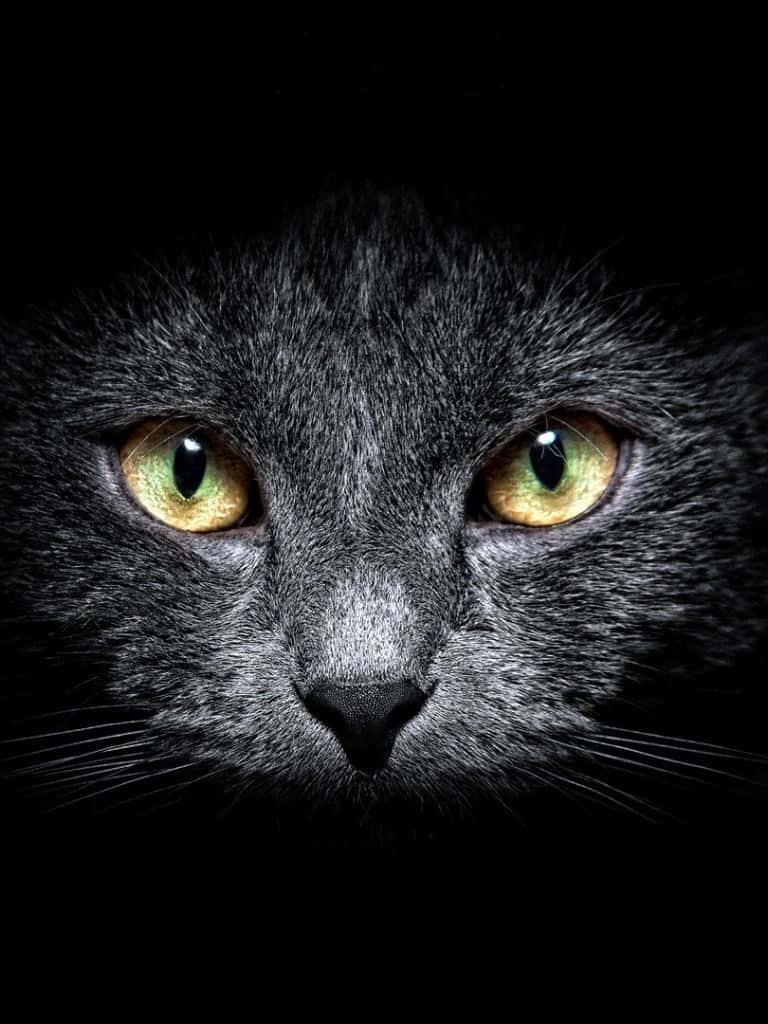暗めかわいい猫 iPad 壁紙