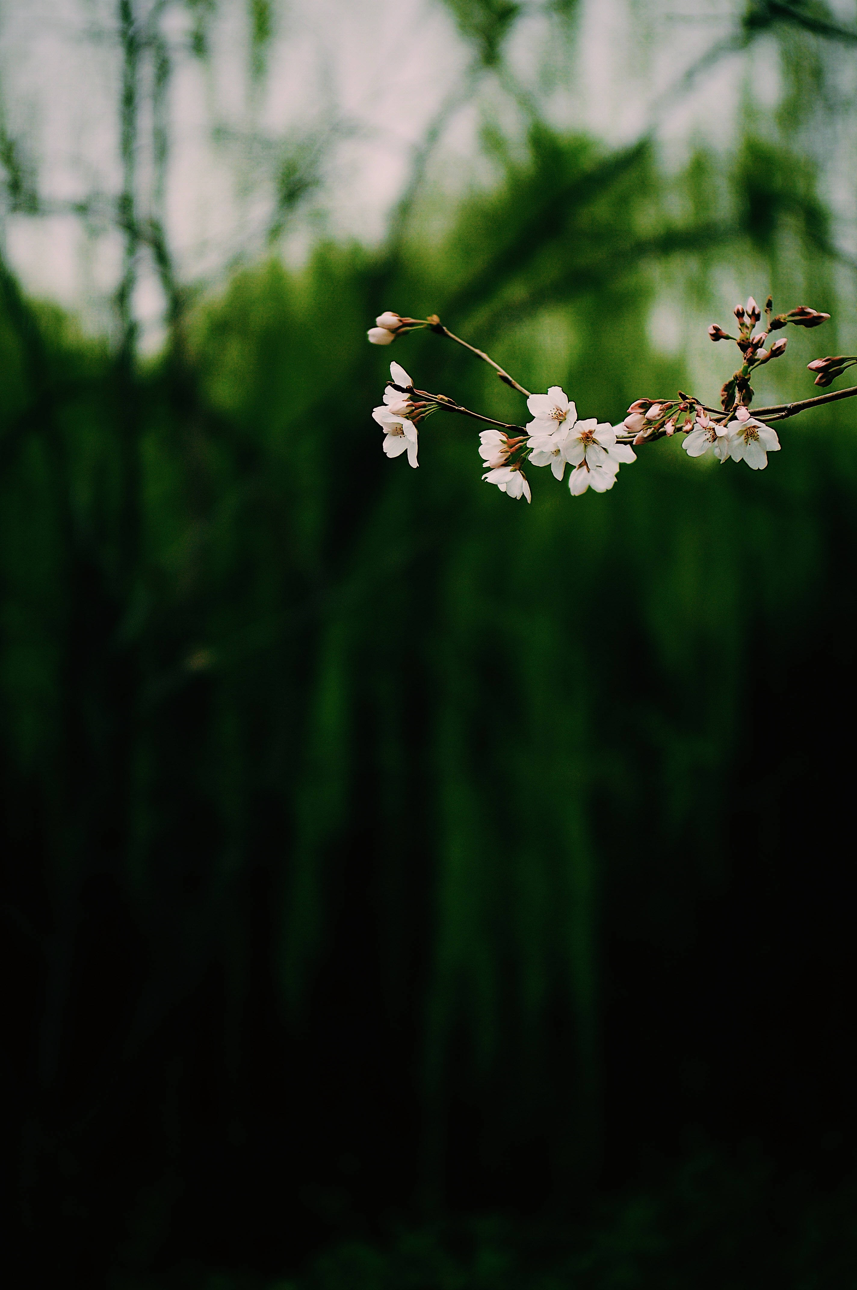 暗めの白い吊り花 壁紙