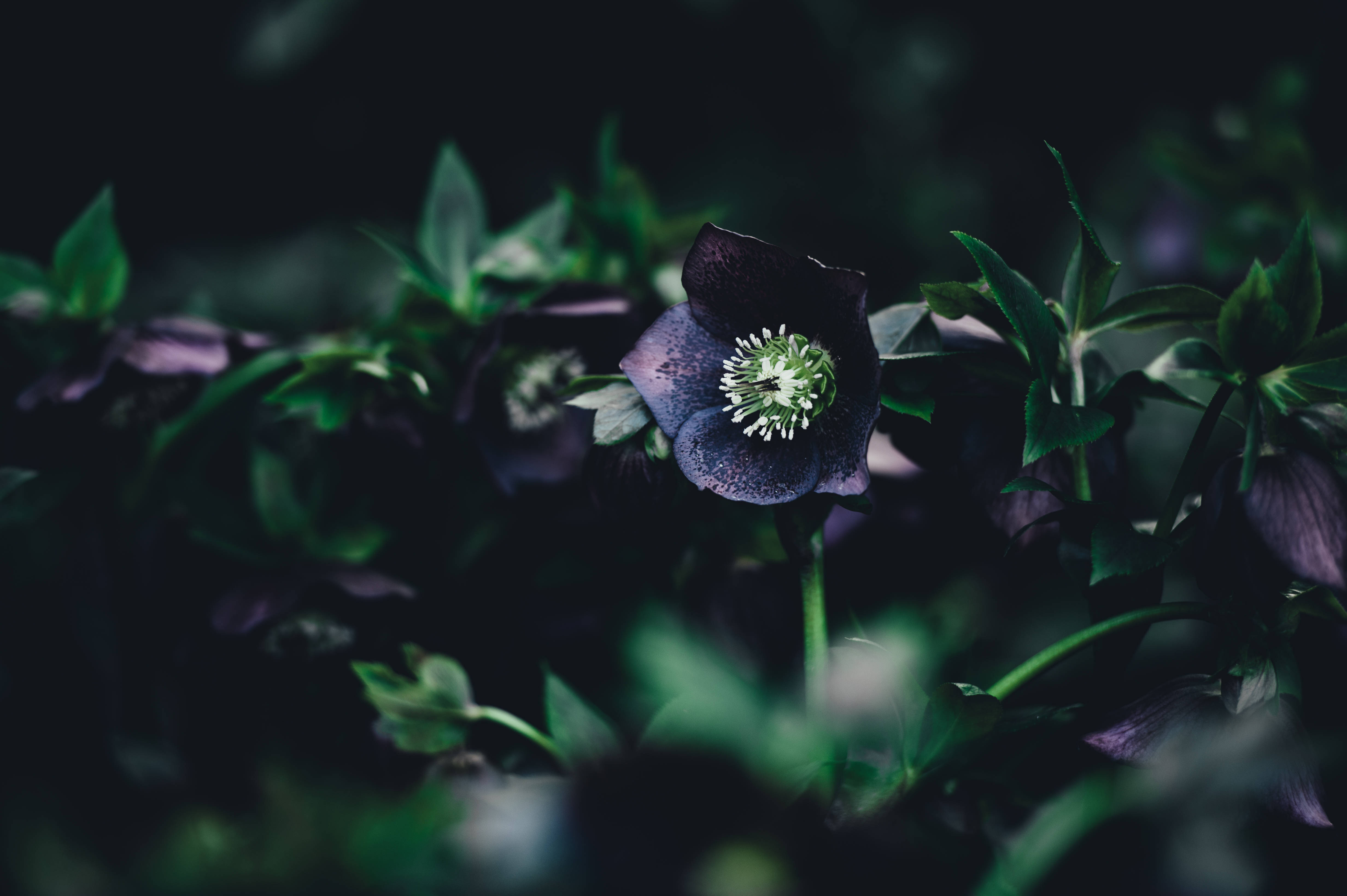 暗紫の花と緑の茎 壁紙