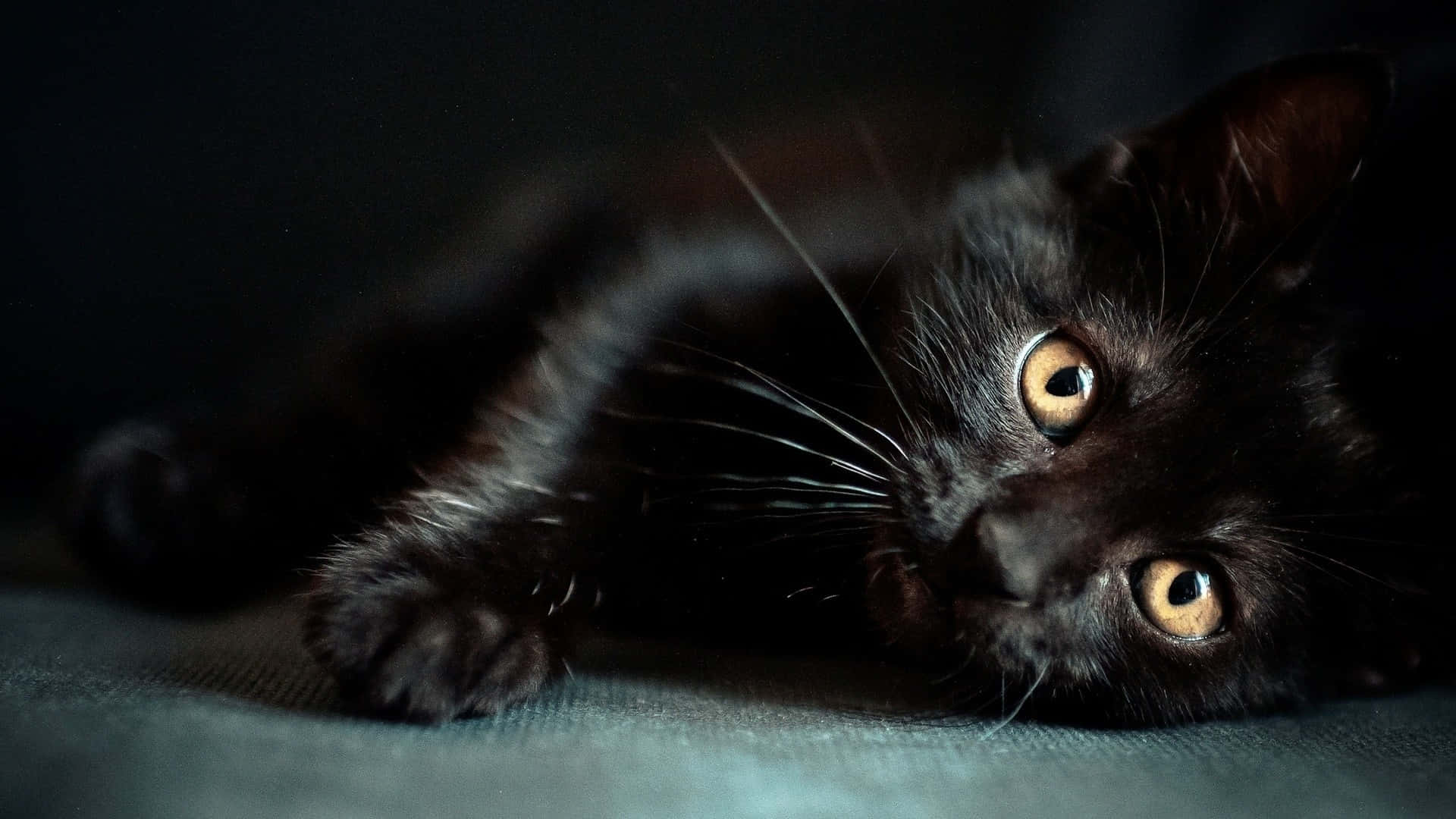 暗闇でくつろぐかわいい黒猫 壁紙