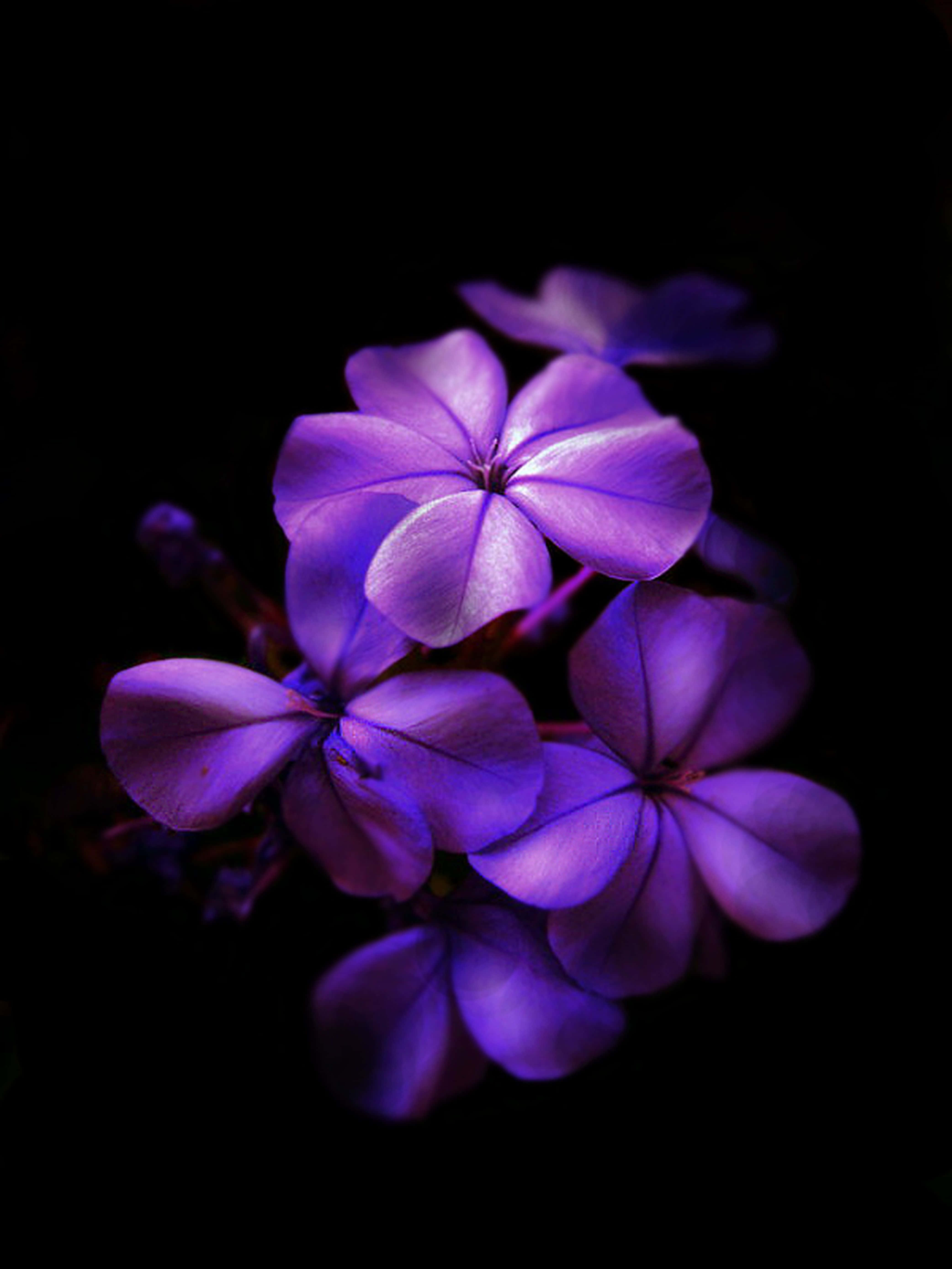 暗闇に咲く紫色の花 壁紙