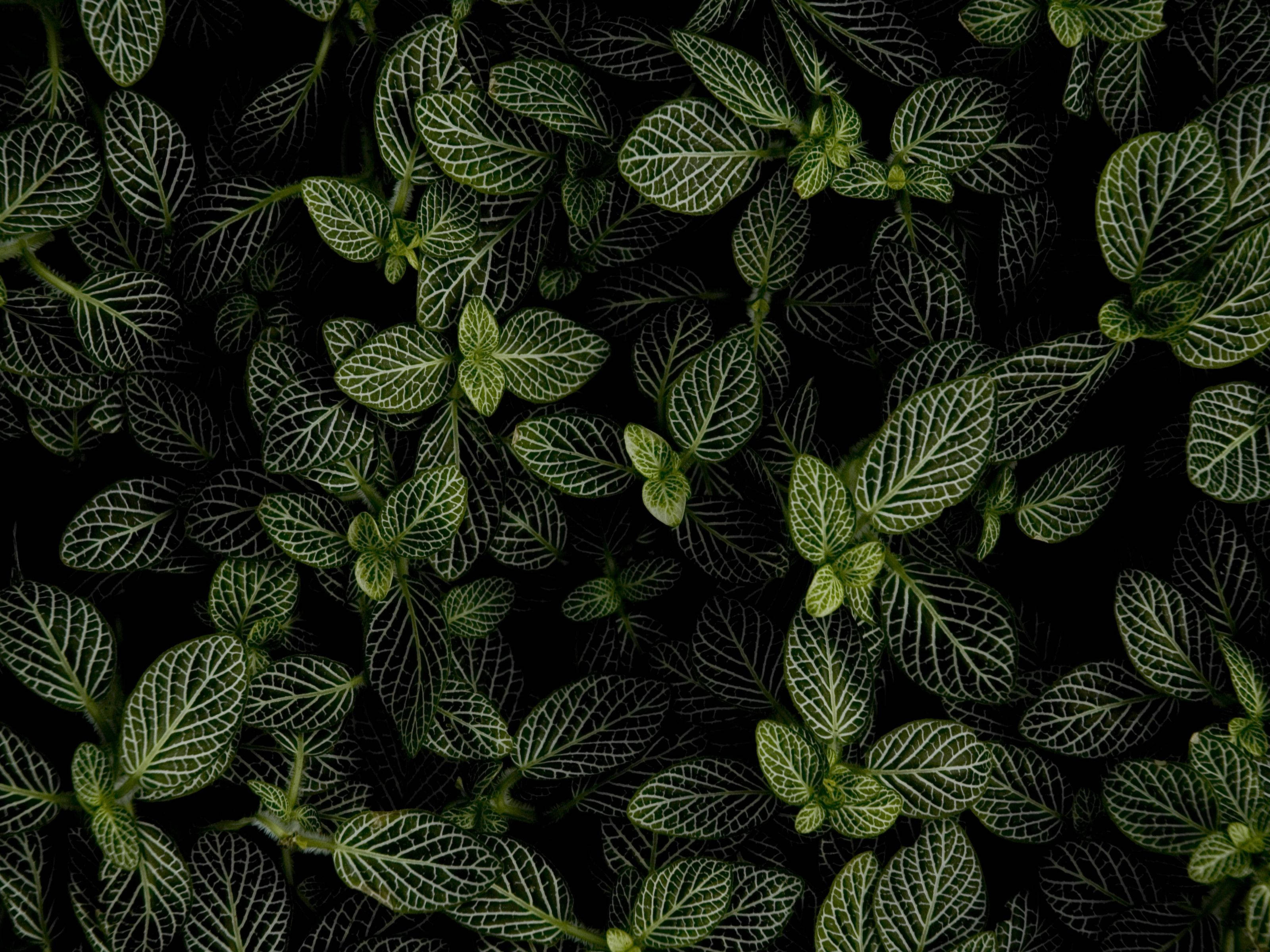 暗闇のミントの植物 壁紙