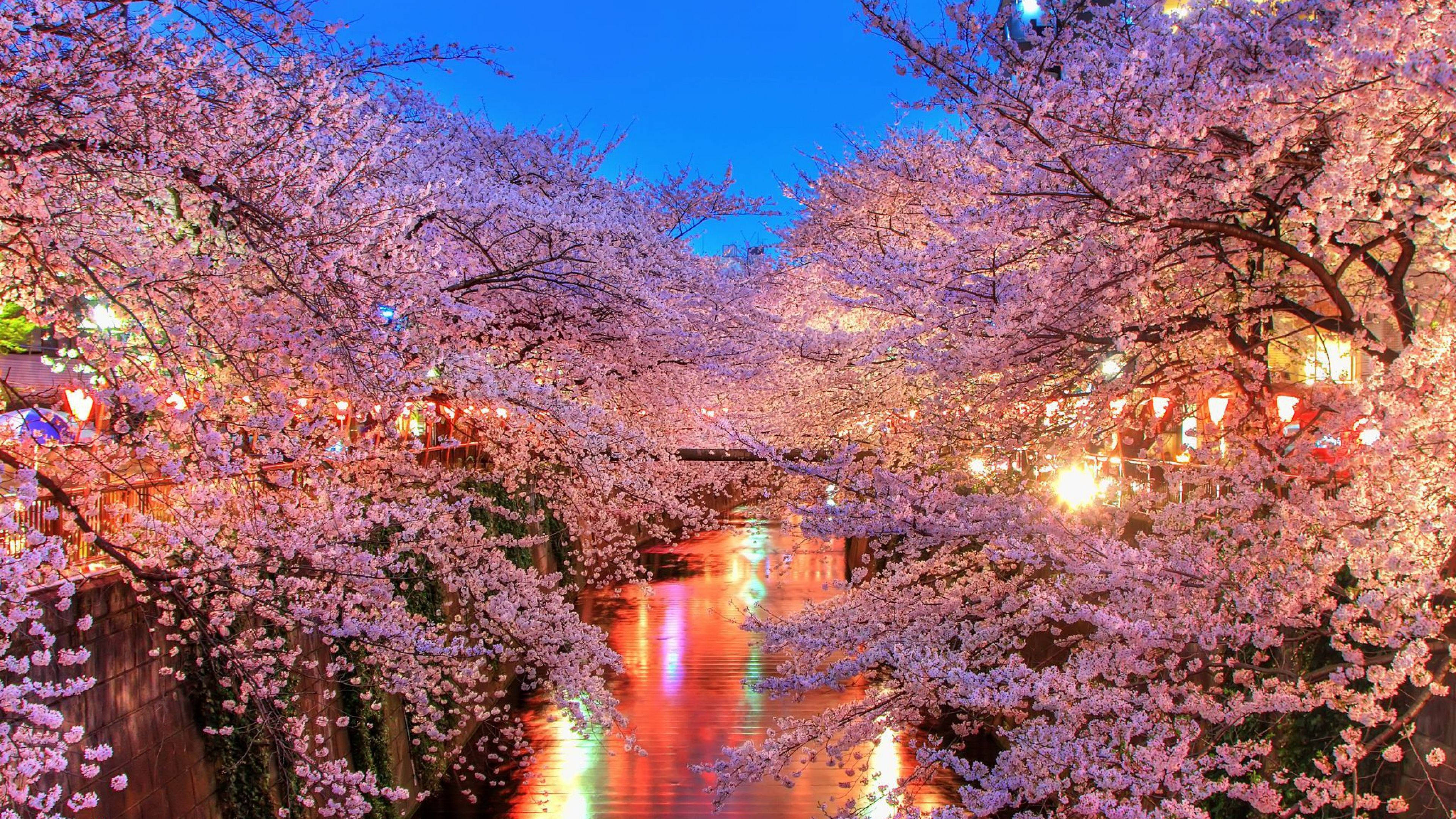 最高の4K UHD桜 壁紙