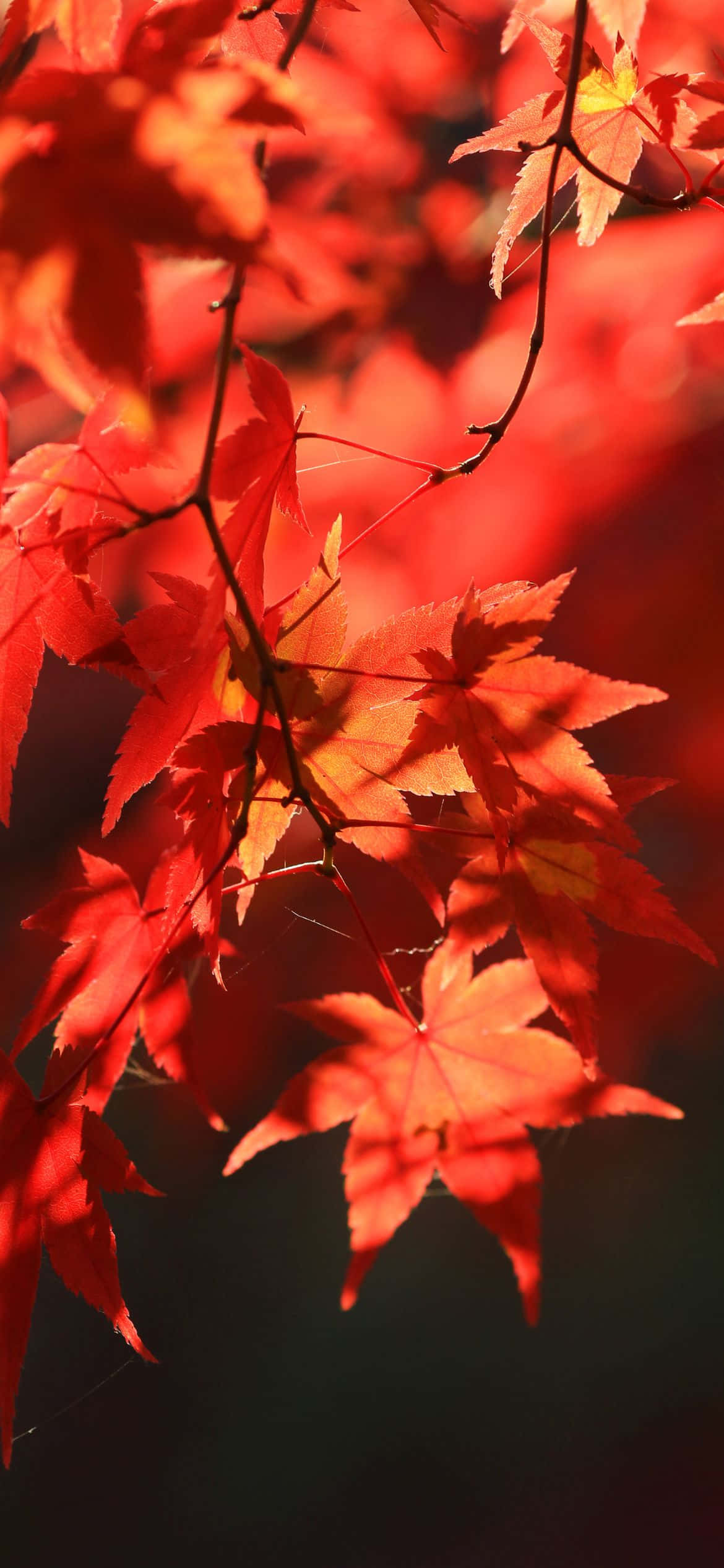 紅や金色の紅葉を楽しむ最高の秋！ 壁紙