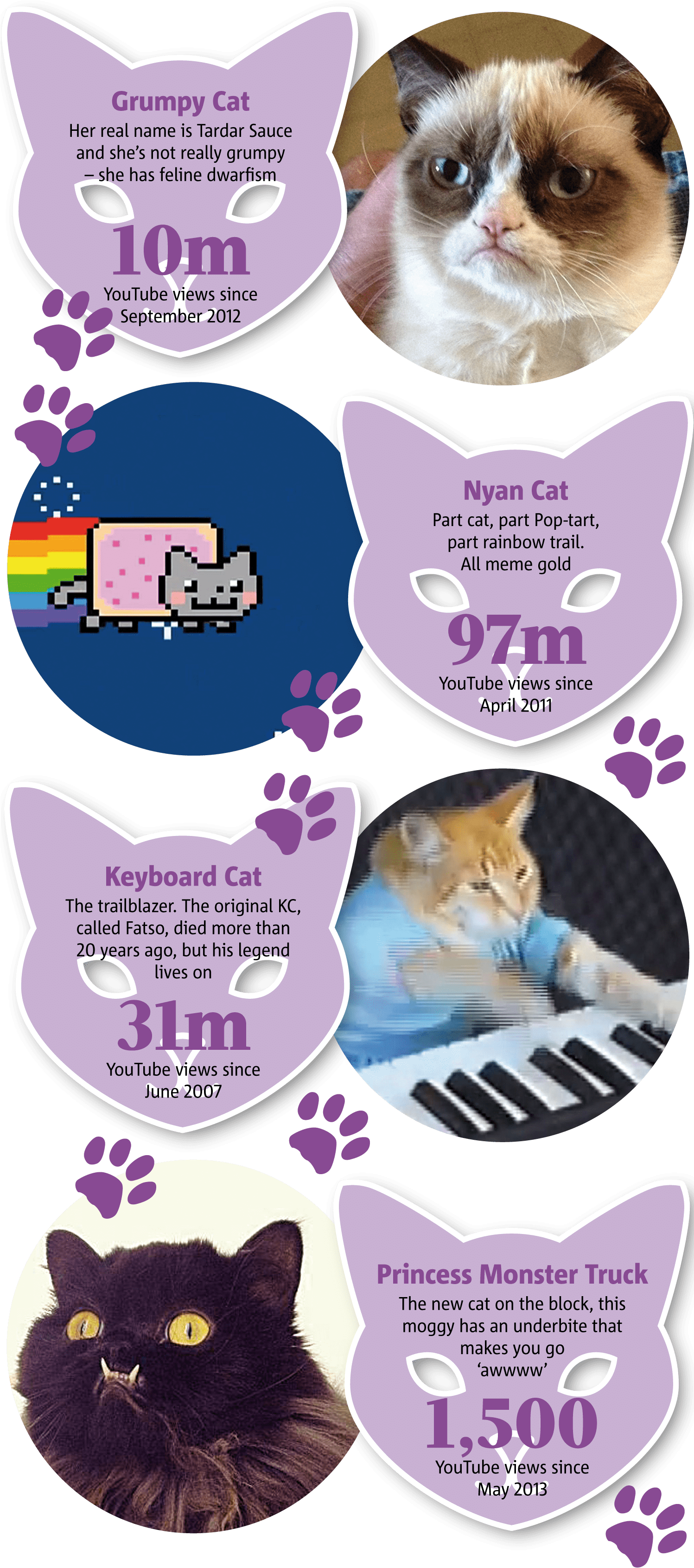 有名なインターネット猫ミームのインフォグラフィック 壁紙