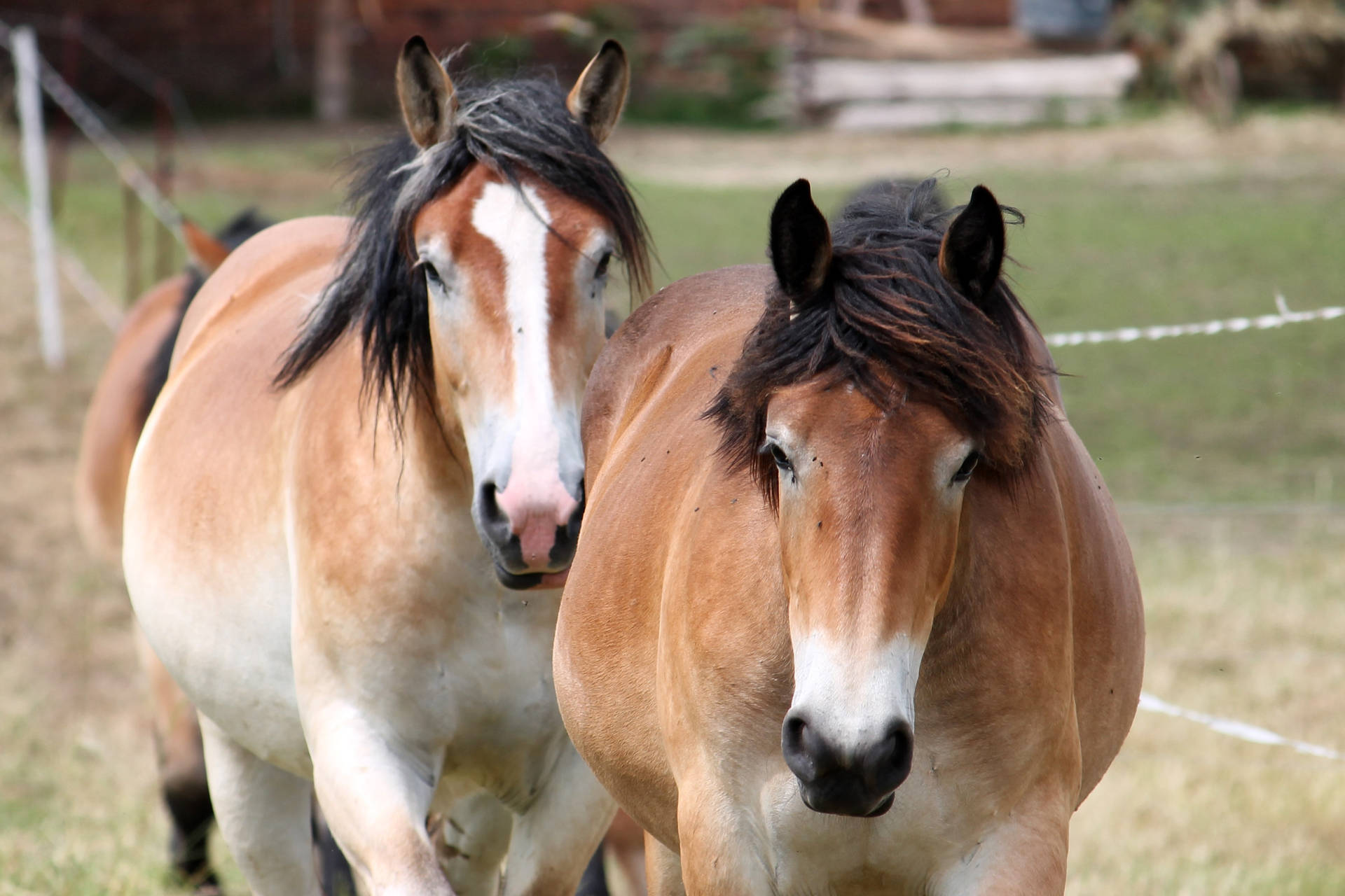 牧草地にいる2頭の茶色い馬の壁紙