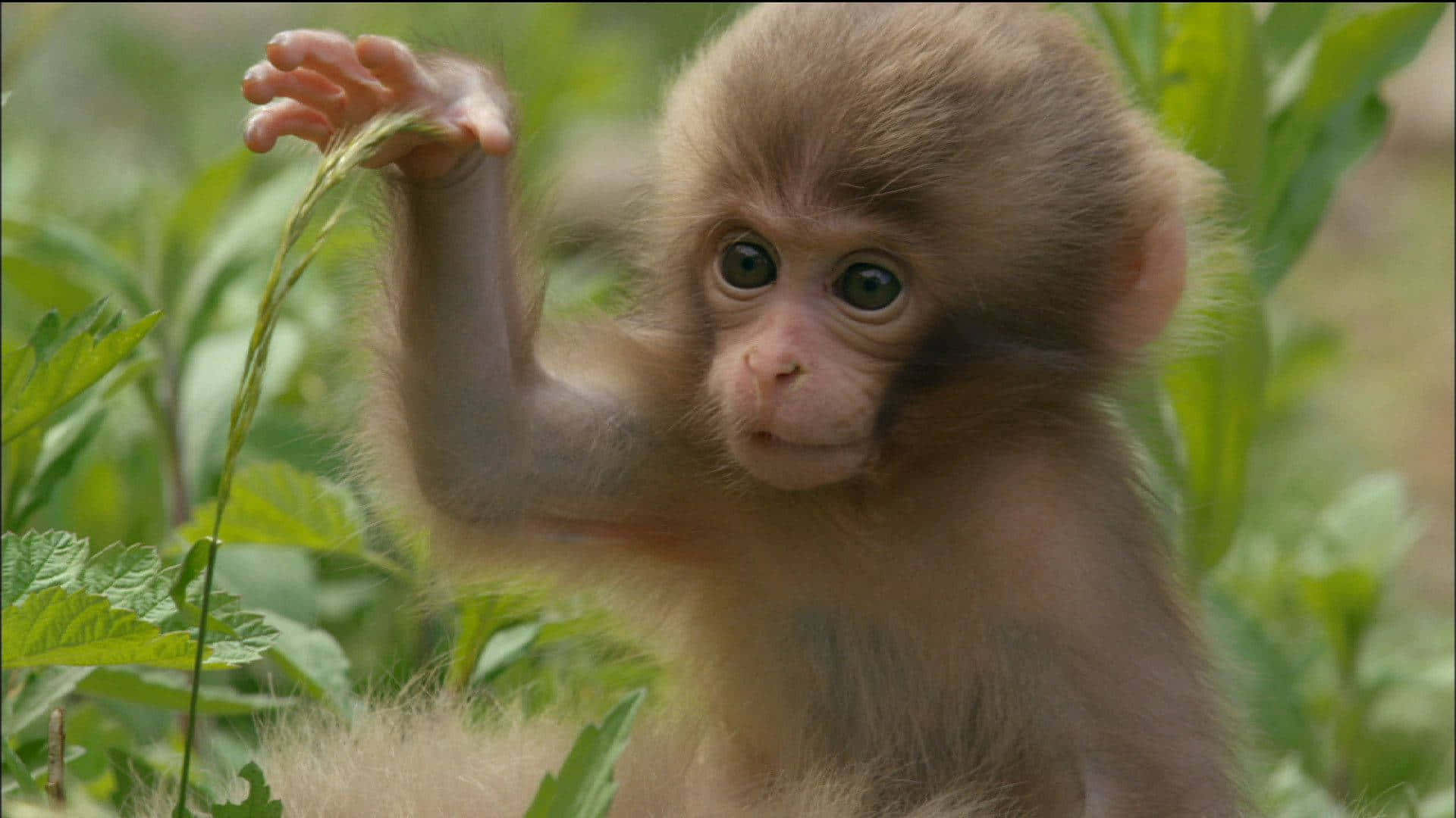 木にぶら下がるかわいいサル 壁紙