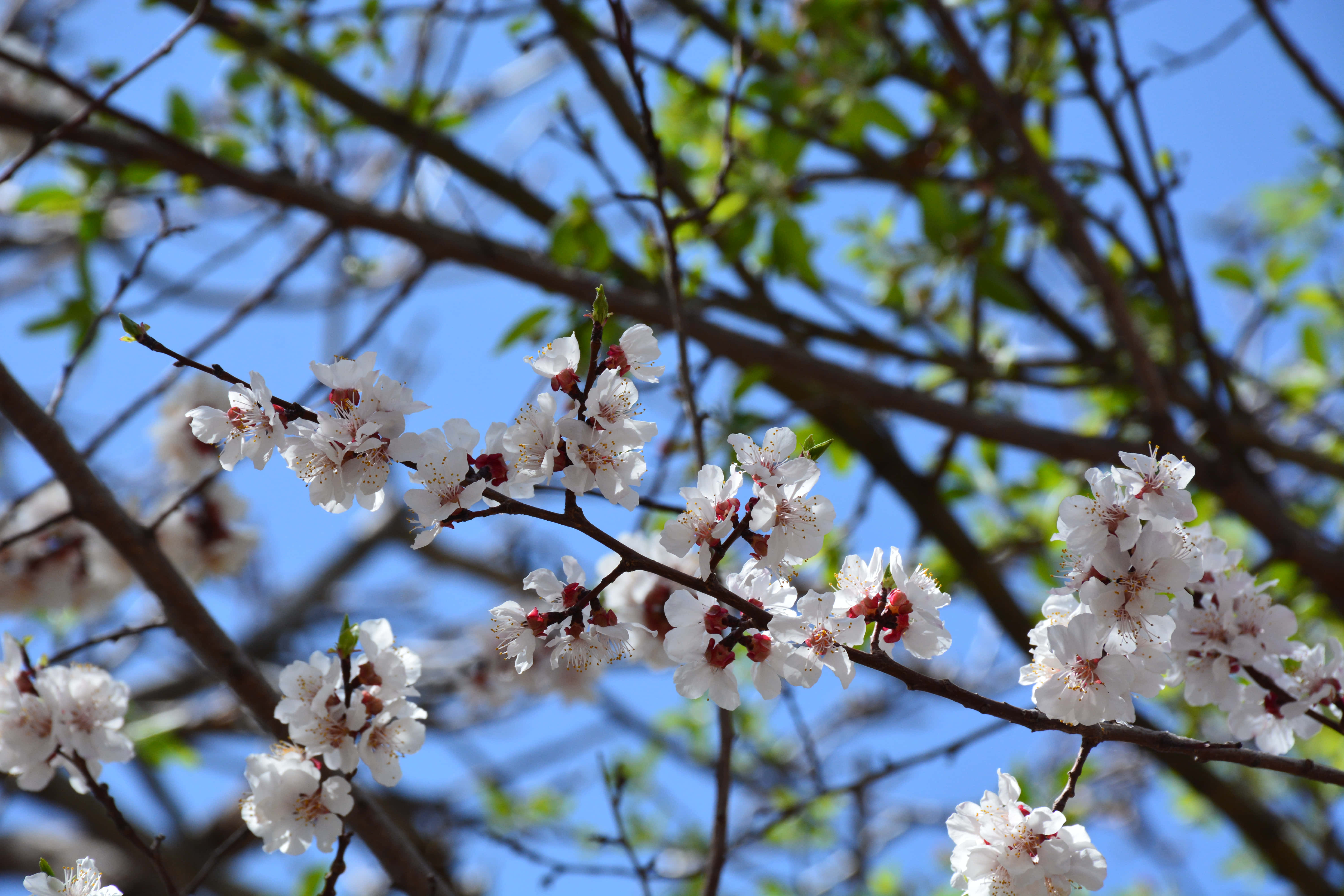 木に咲く白と赤の花 壁紙
