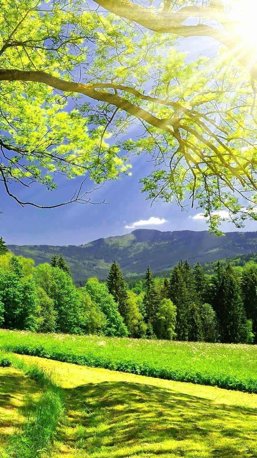 木の下の山々と自然の電話 壁紙