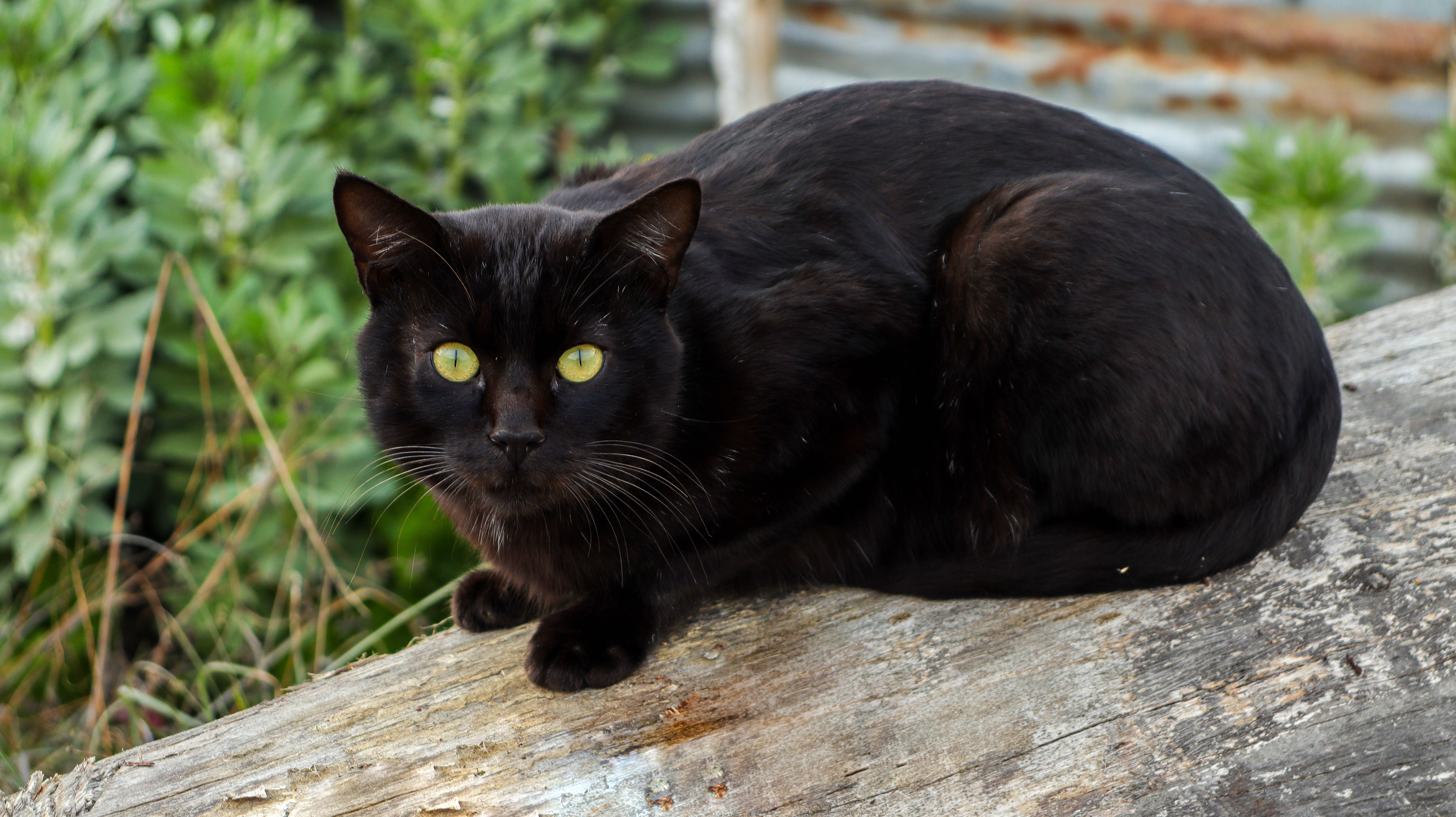 木の丸太の上の黒猫 壁紙