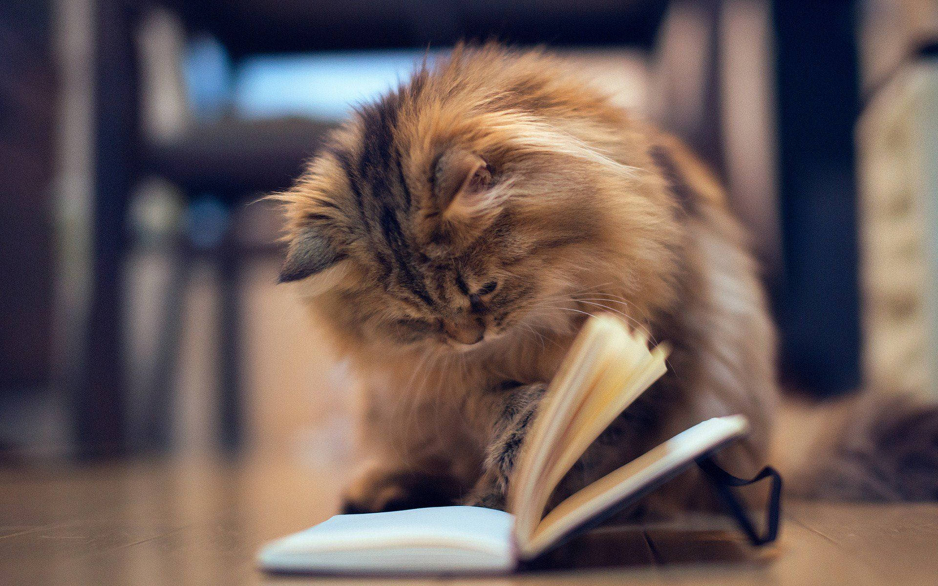 本を読む美しい猫 壁紙