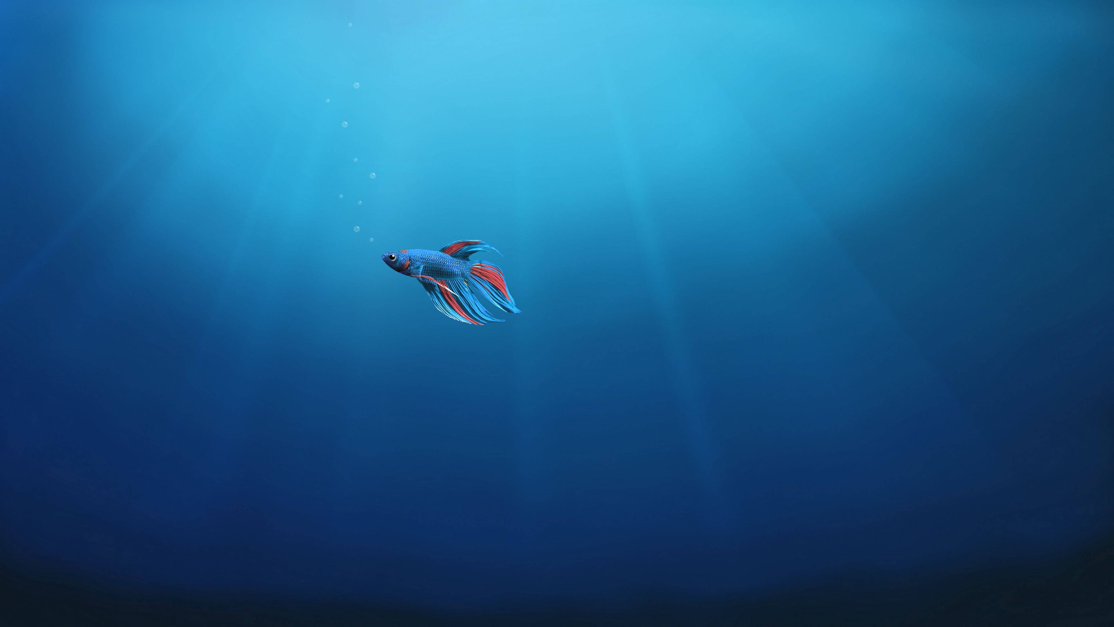 本物のベタ魚デスクトップ 壁紙