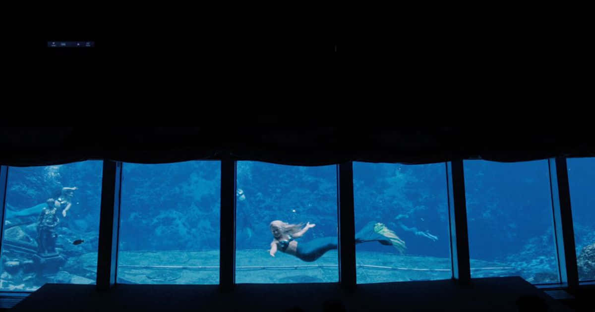 本物の人魚が泳ぐ水族館の写真 壁紙