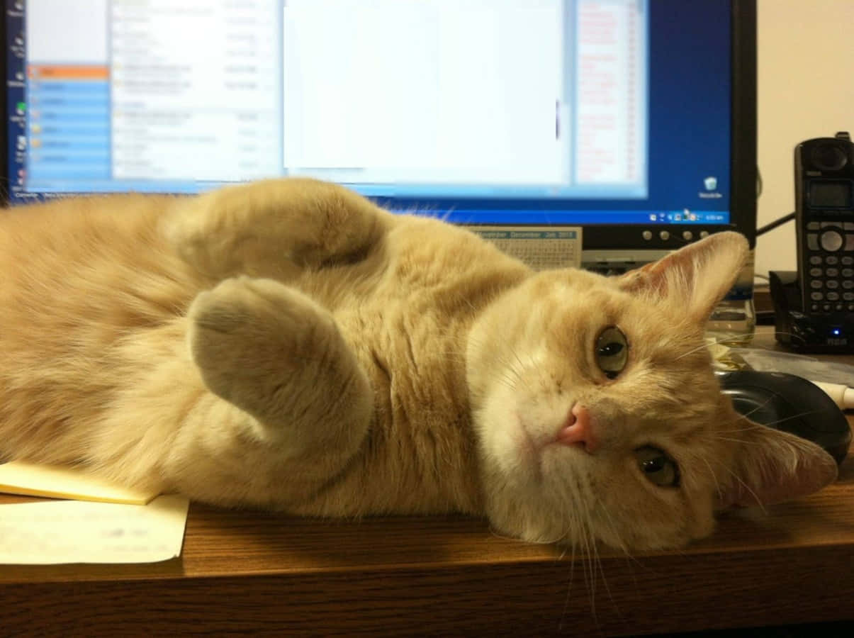机の上に寝そべる猫 壁紙