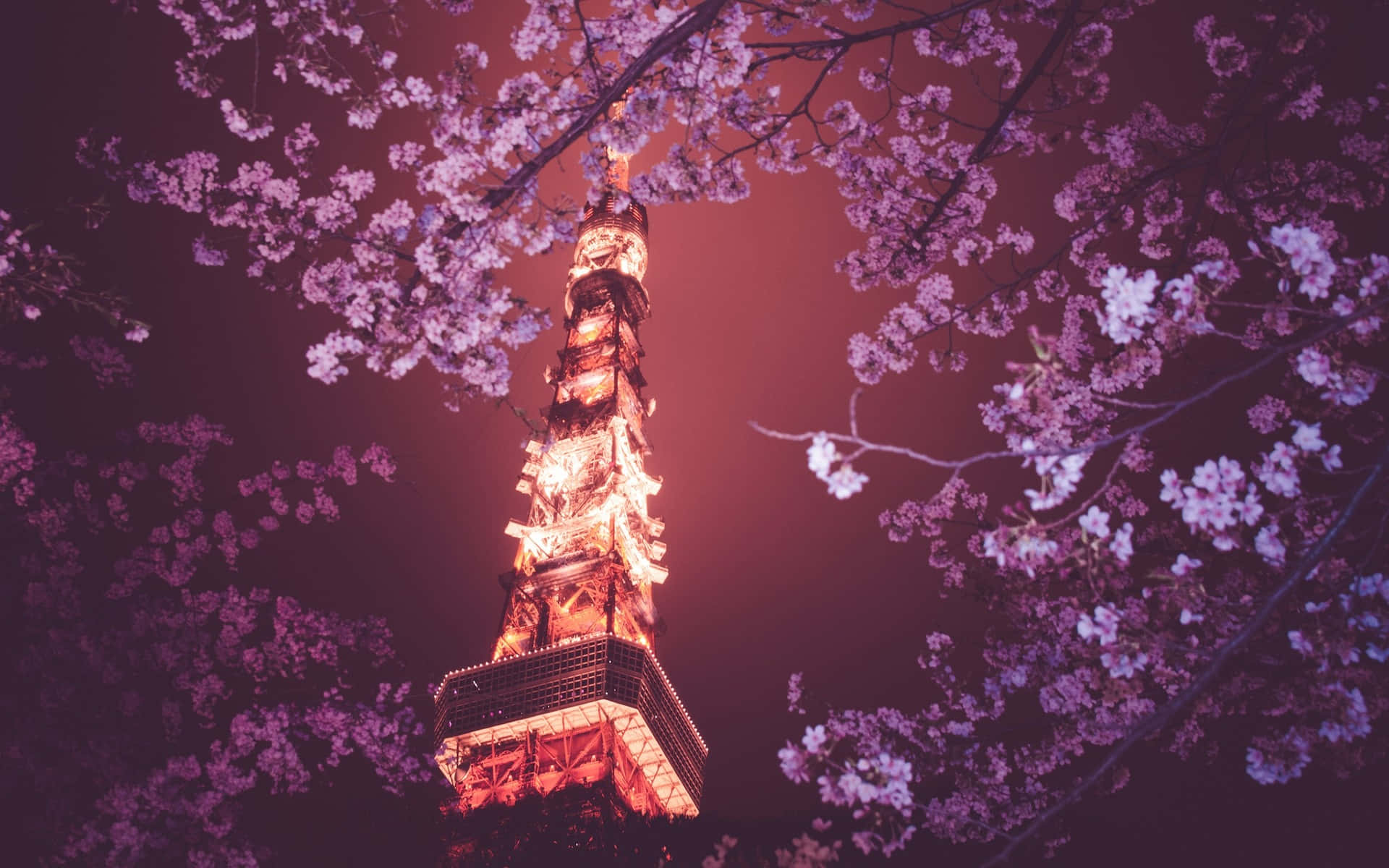 東京の背景 桜の木越しに見る東京タワー 壁紙