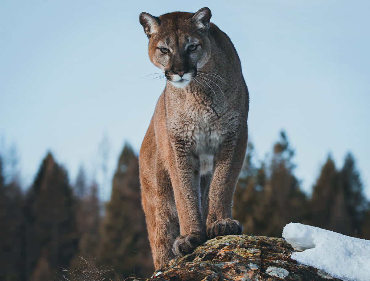 松林を背景に岩の上に立つマウンテンライオンの写真 壁紙