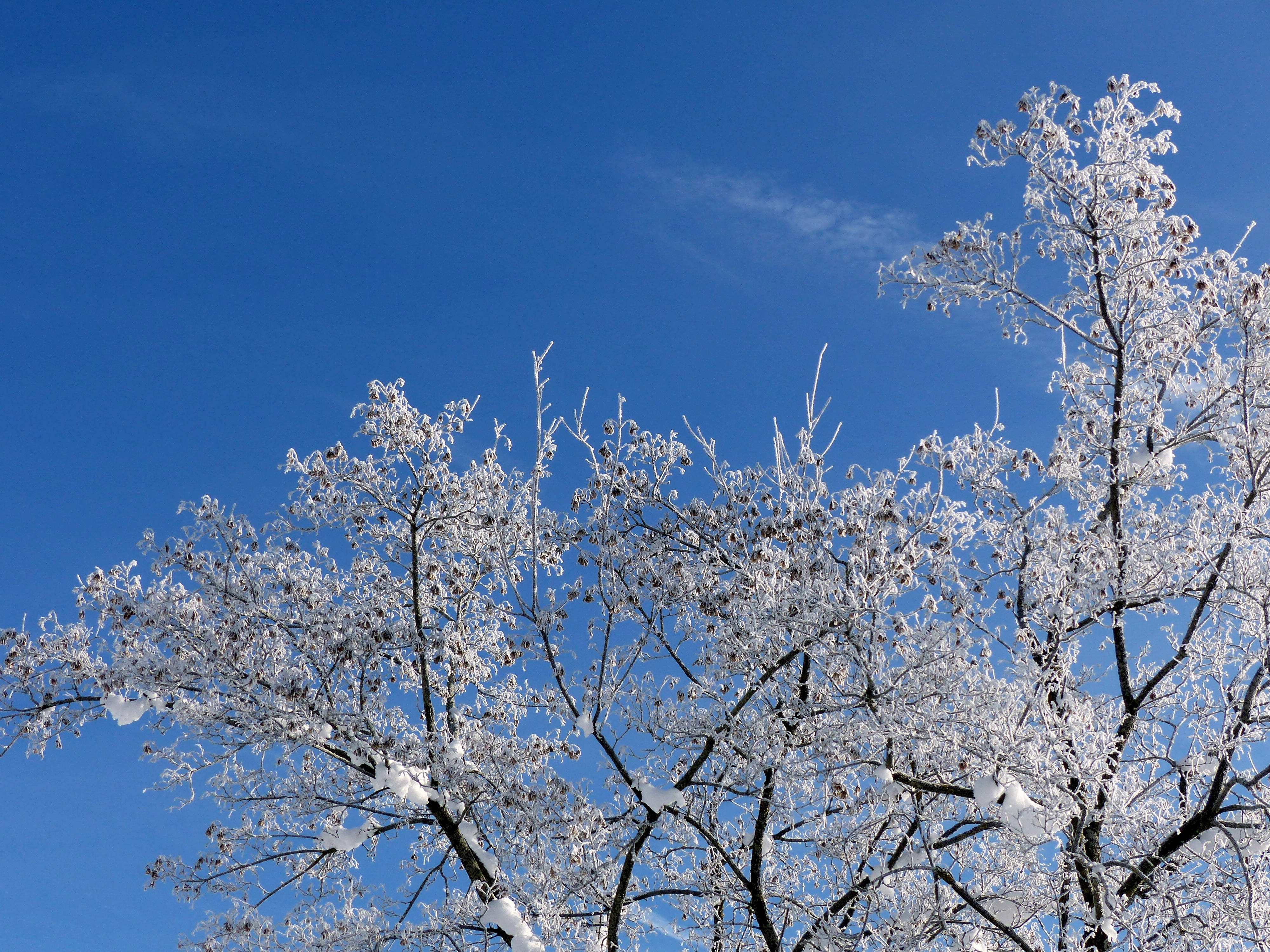 枝先の雪景色 壁紙
