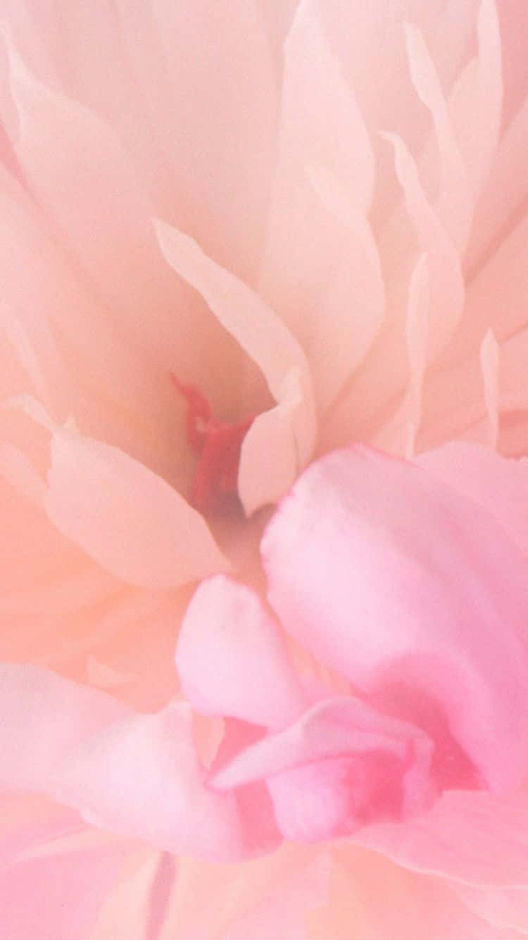 柔らかく美しいピンクの花、緑の背景に映える 壁紙