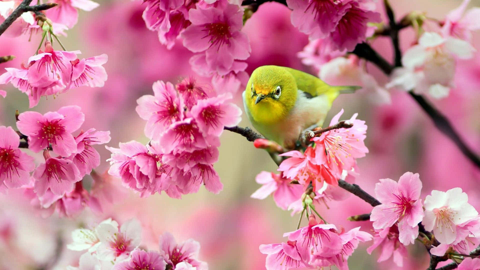 柔らかく鮮やかなピンクの花柄背景 壁紙