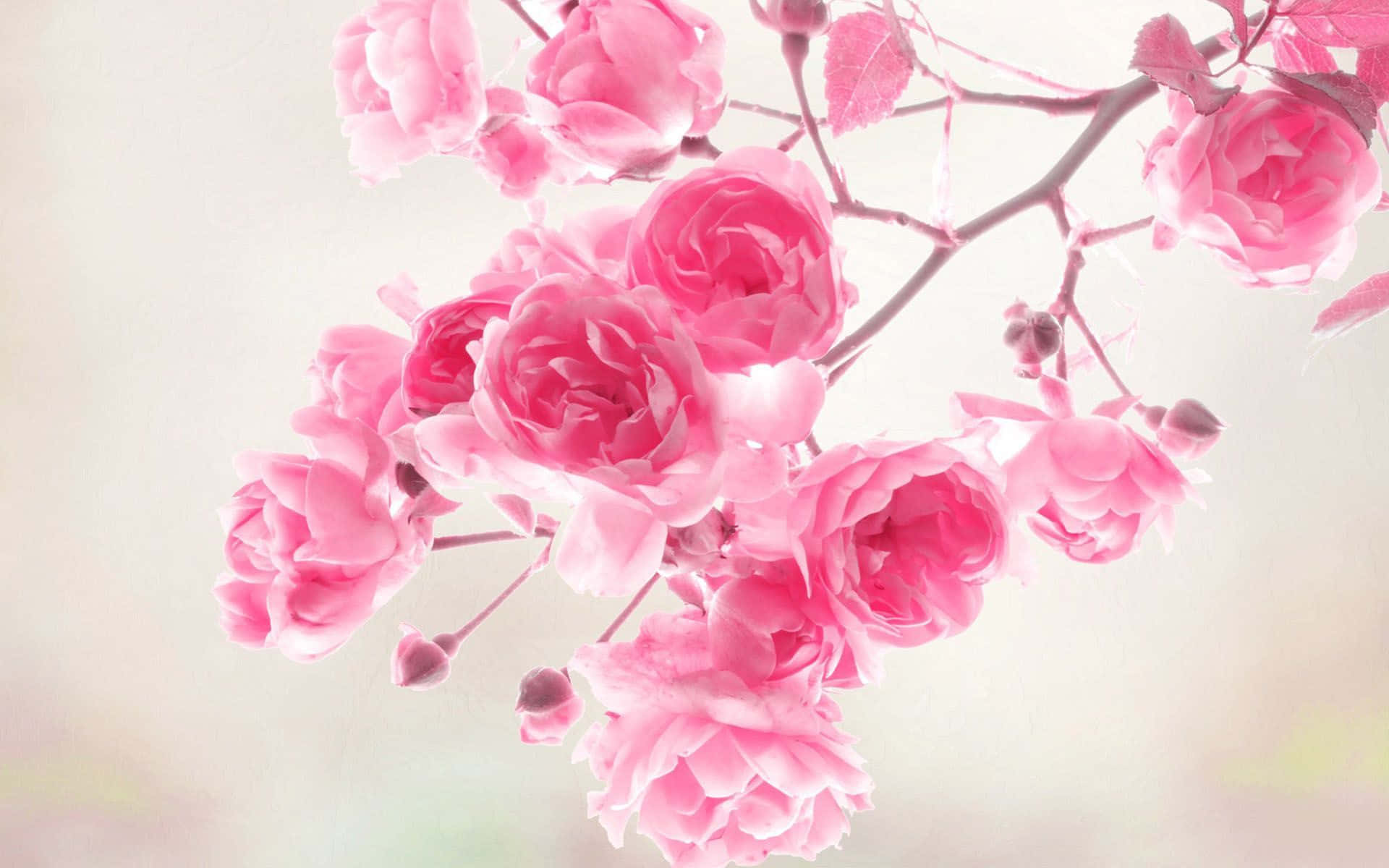 柔らかな春のピンクの花 壁紙
