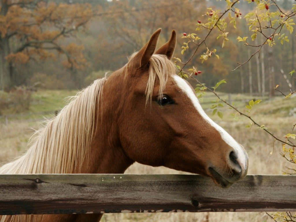 柵の上に立つ馬 壁紙
