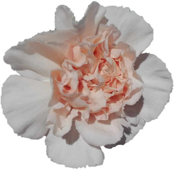 桃色カーネーションの花咲く 壁紙
