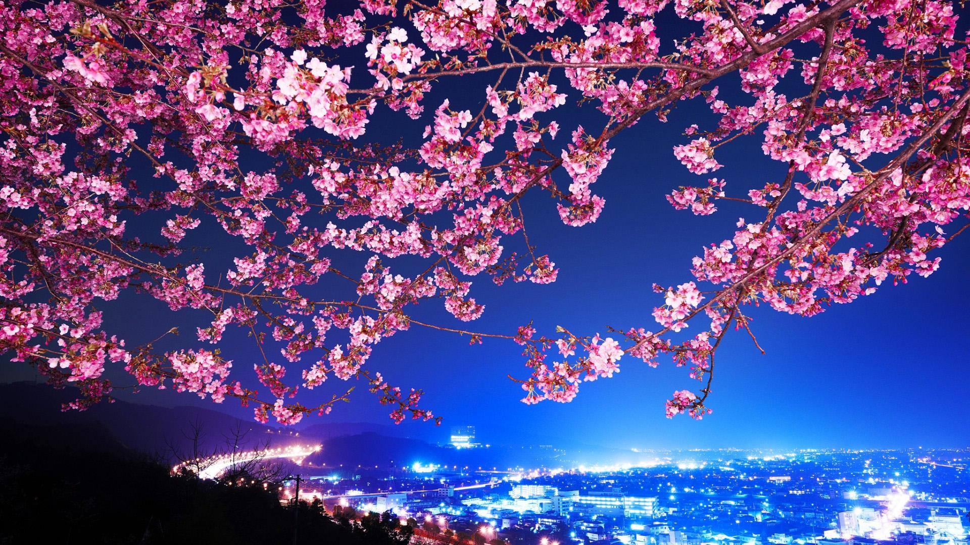 桜が咲く夜の和風美しい風景 壁紙