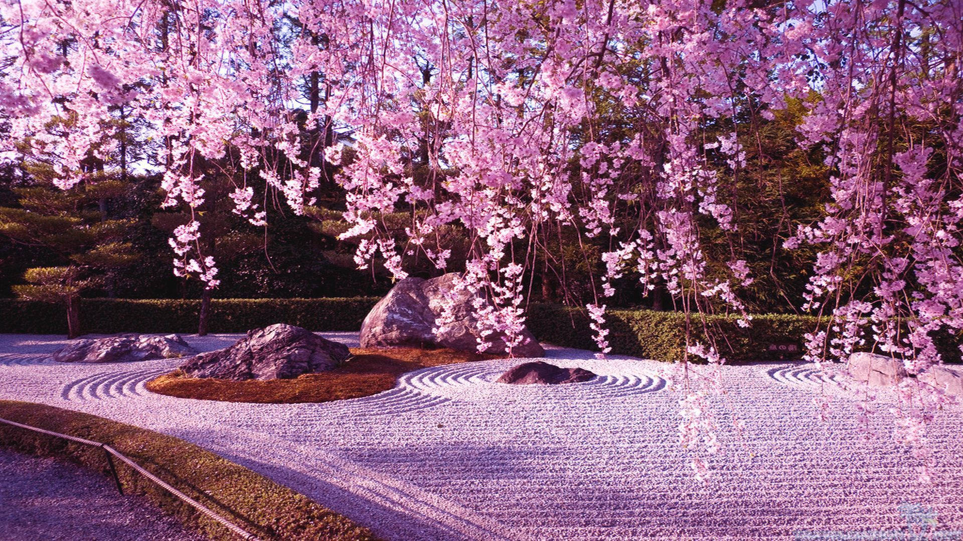 桜と枯山水の壁紙