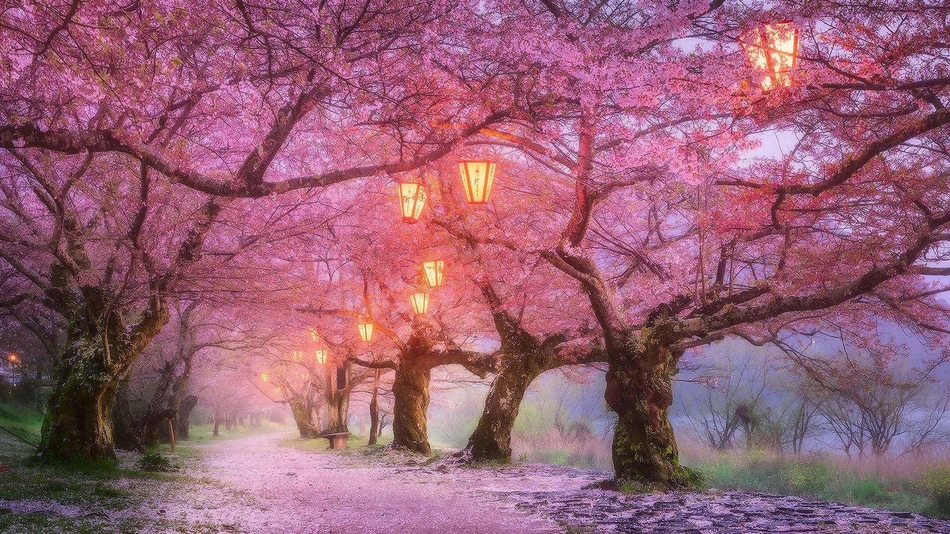 桜と灯りの壁紙