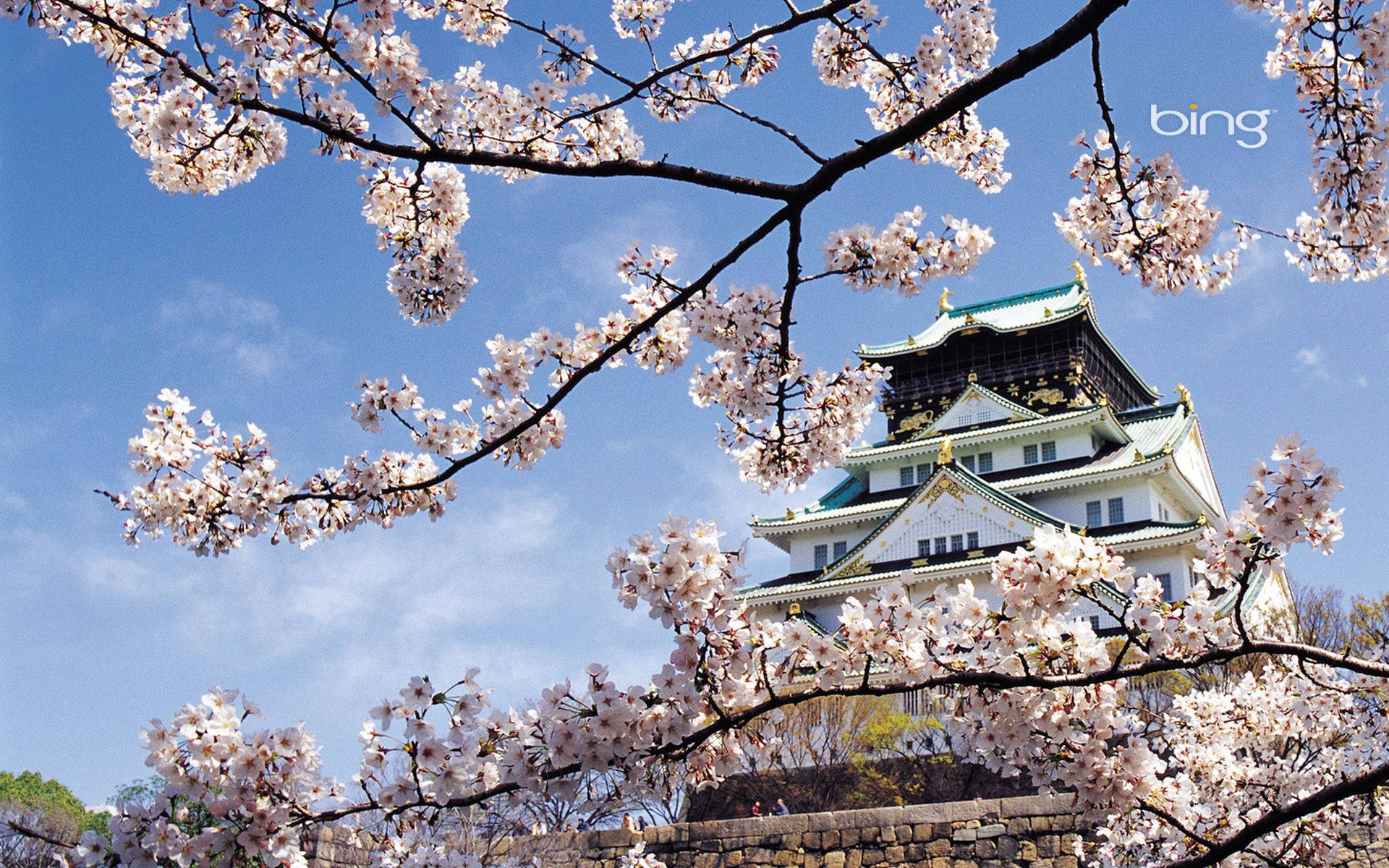 桜と白い城の壁紙