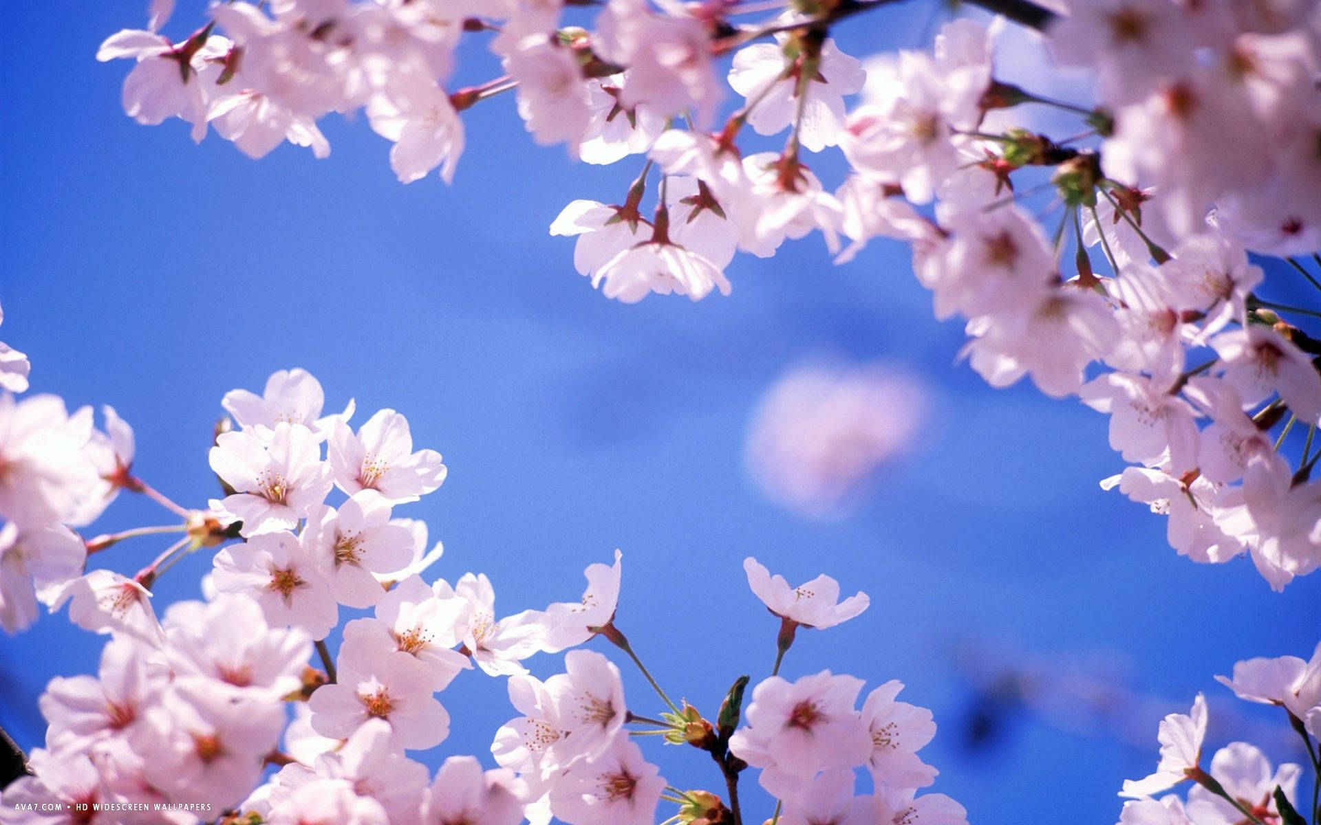 桜と空の壁紙