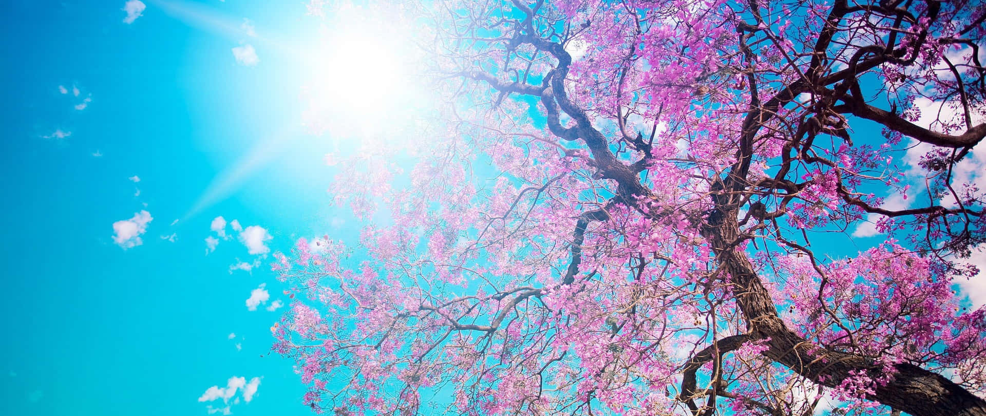 桜のアニメ風景 日差しが降り注ぐ 壁紙