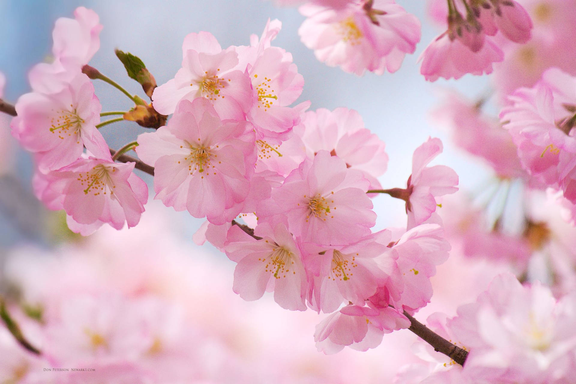 桜のクローズアップの壁紙