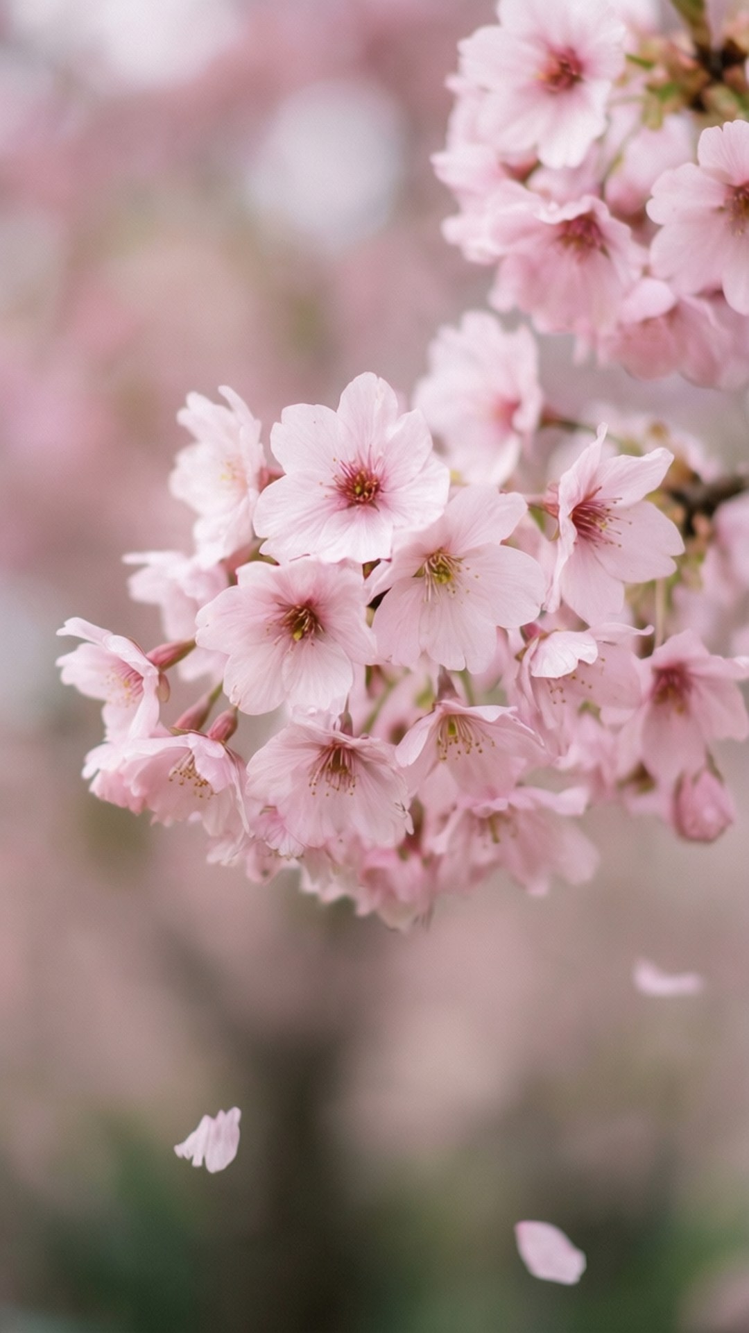 桜のピンク 壁紙