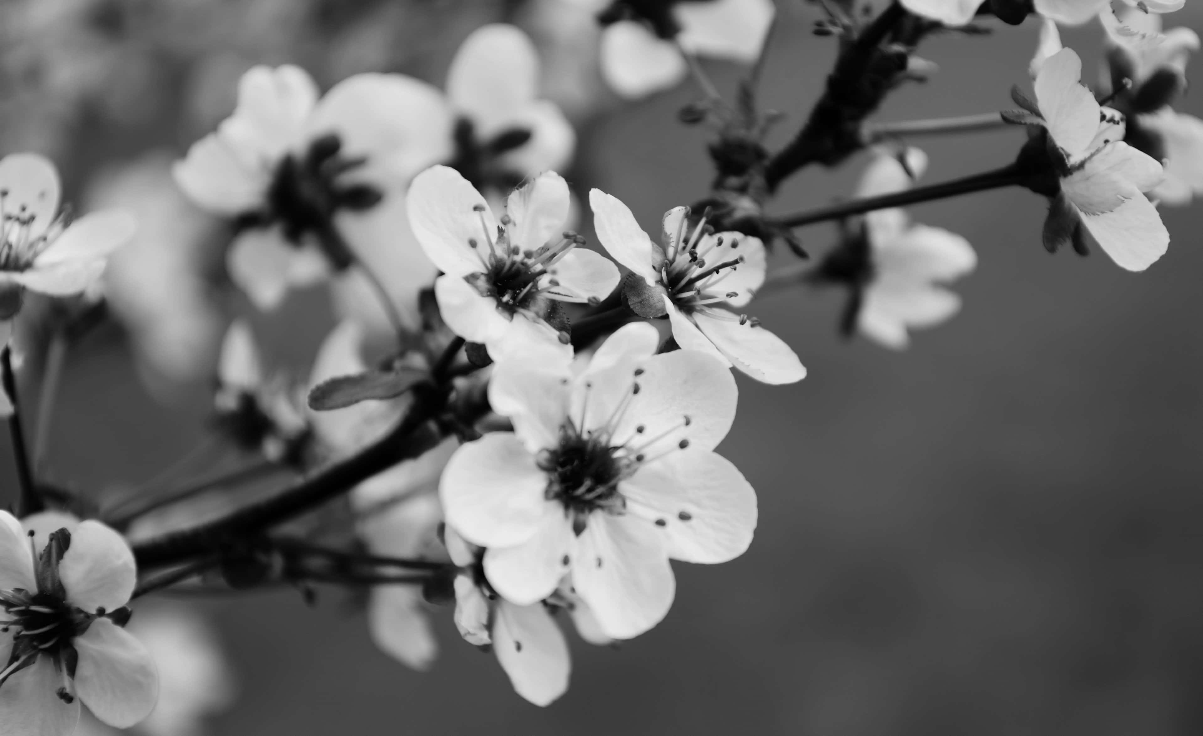桜のモノクローム 壁紙