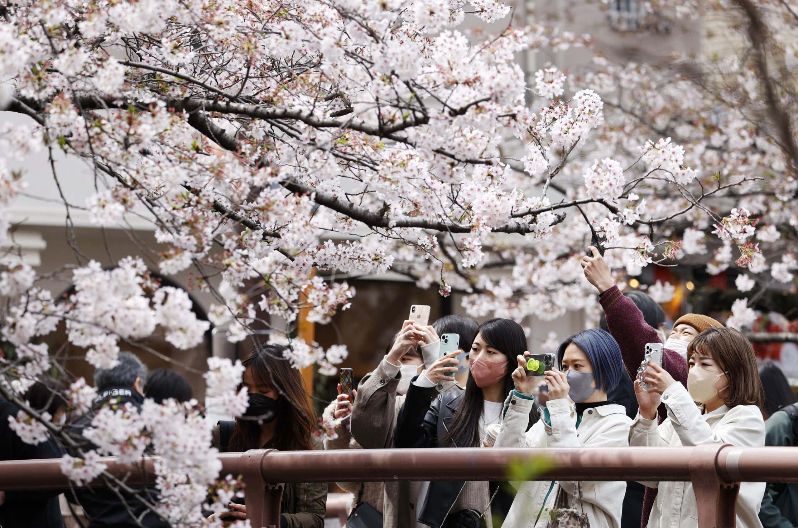 桜の写真 壁紙