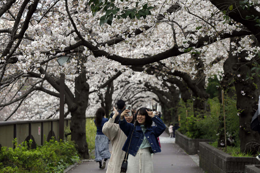 桜の写真 壁紙