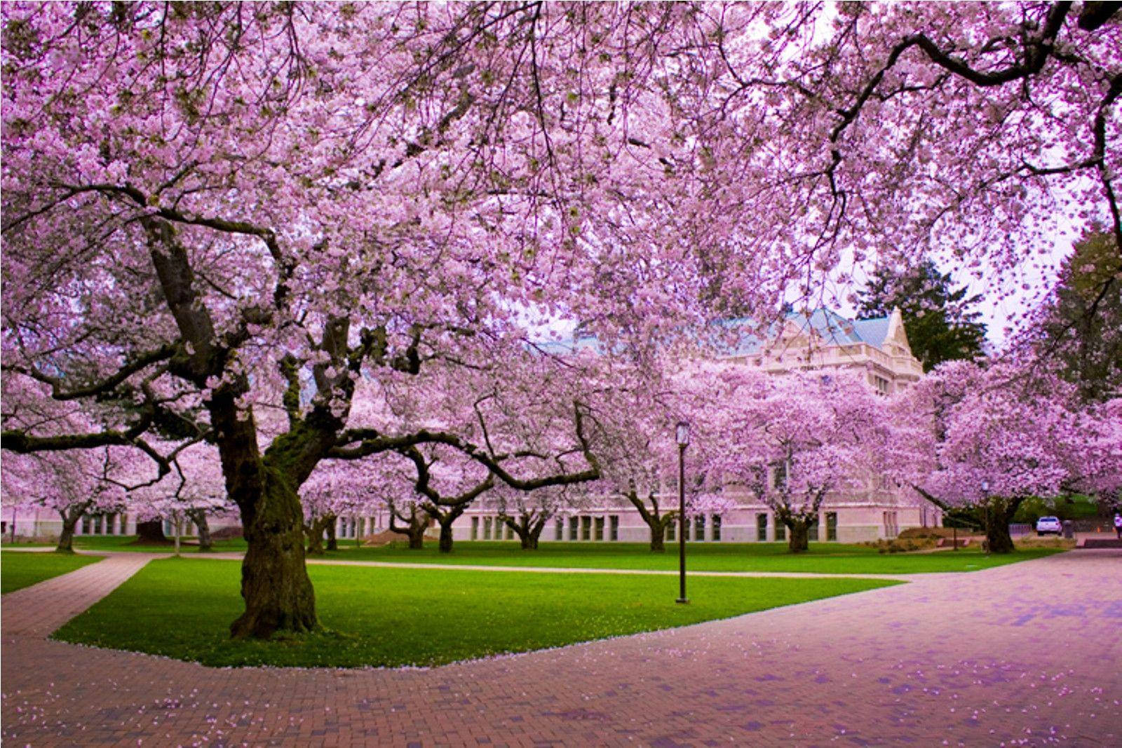桜の季節の壁紙