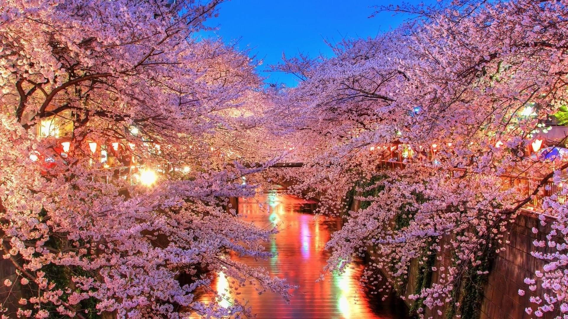 桜の川の壁紙