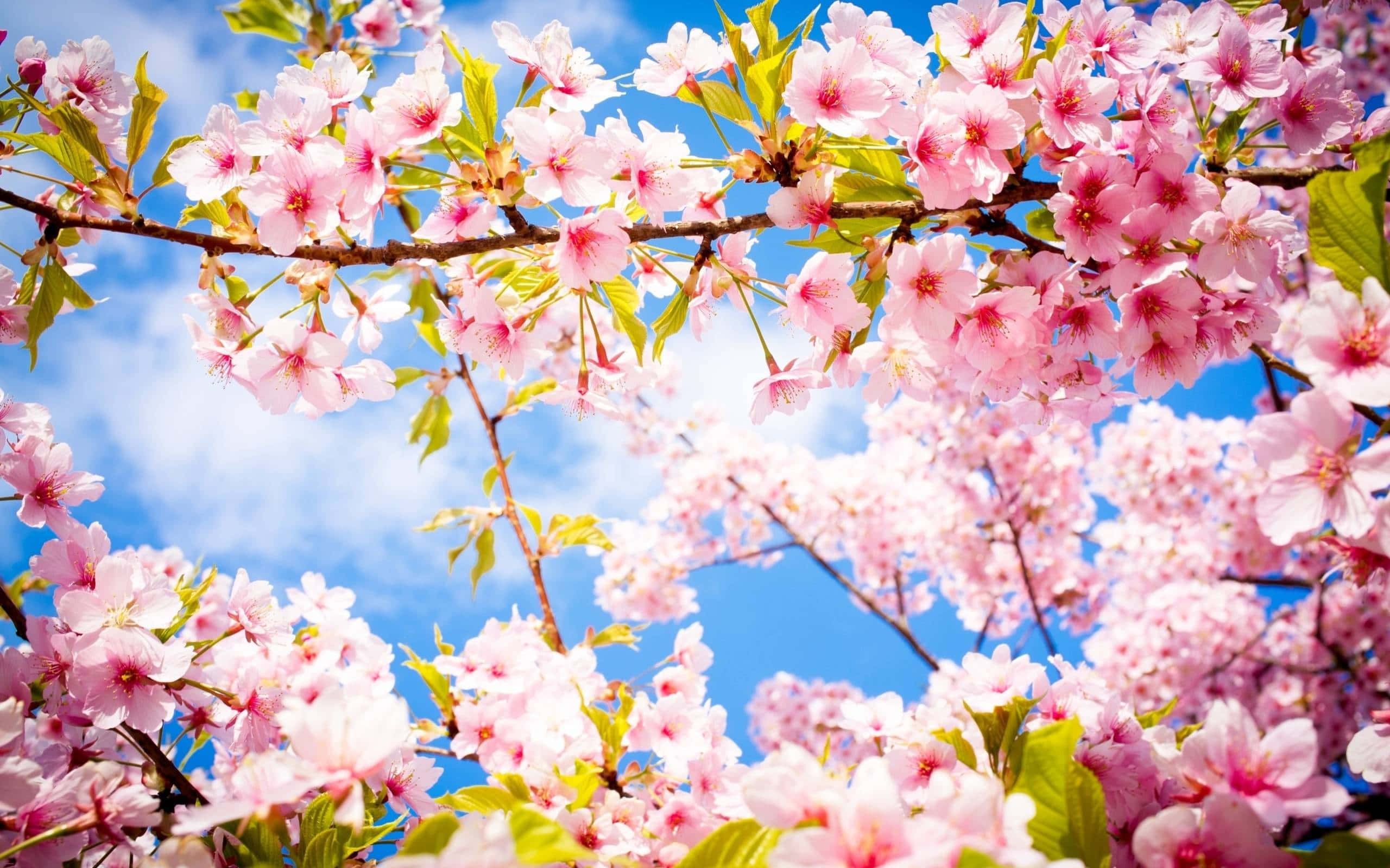 桜の春の花の背景 壁紙
