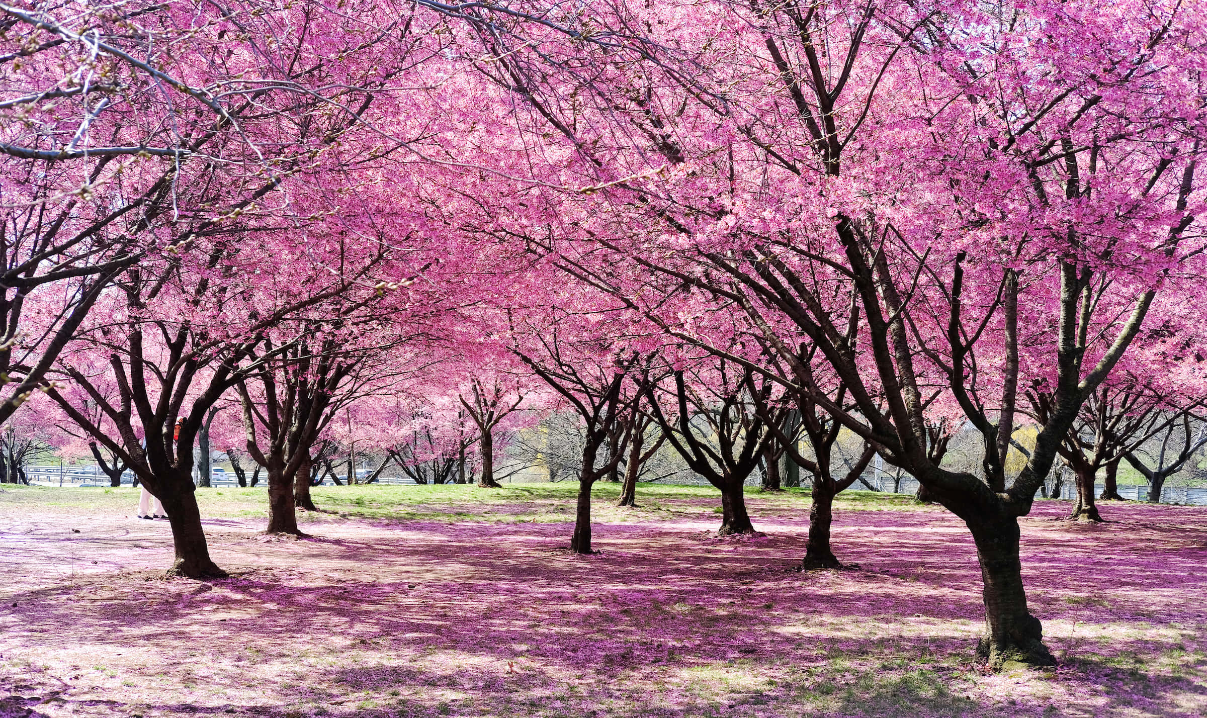 桜の木が生い茂る森の写真 壁紙
